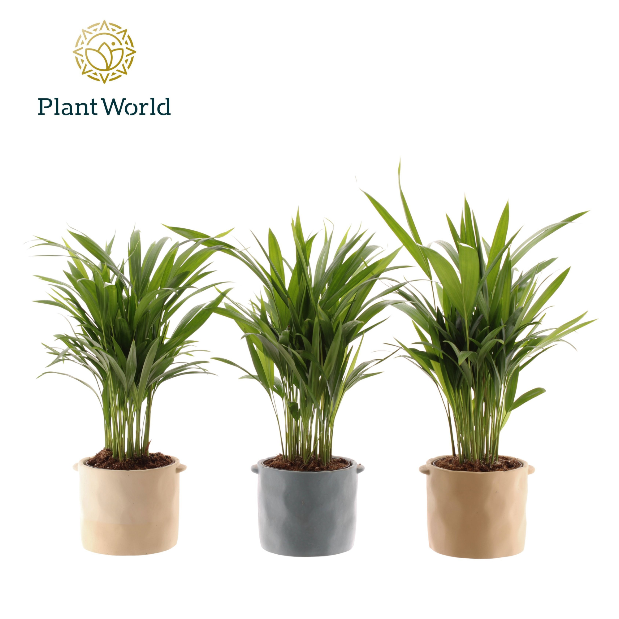 Dypsis lutescens (Areca) 14 cm in pot Charlotte, D 14