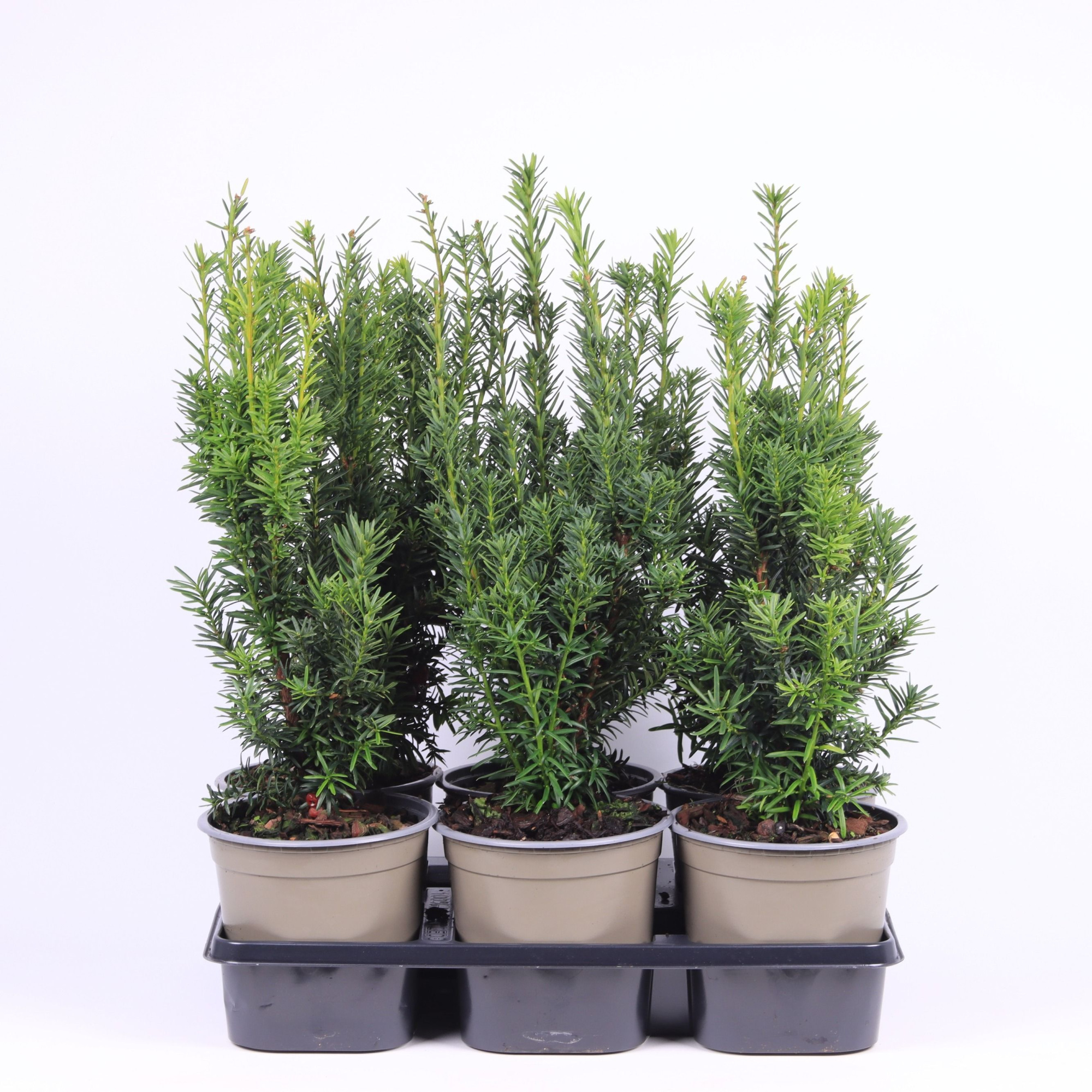 Taxus media 'Hicksii', D 15