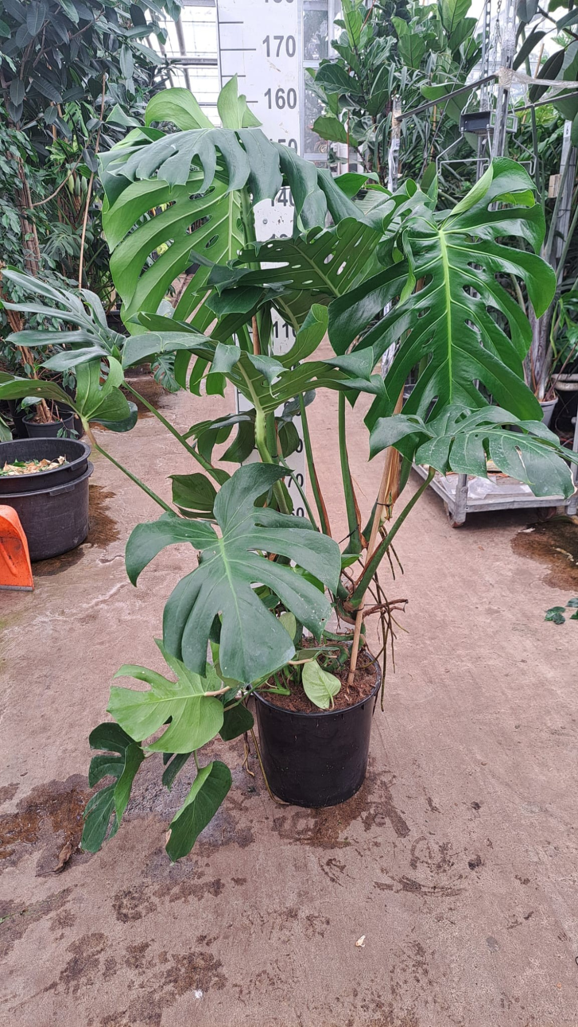 Monstera deliciosa 150, D 35 cm