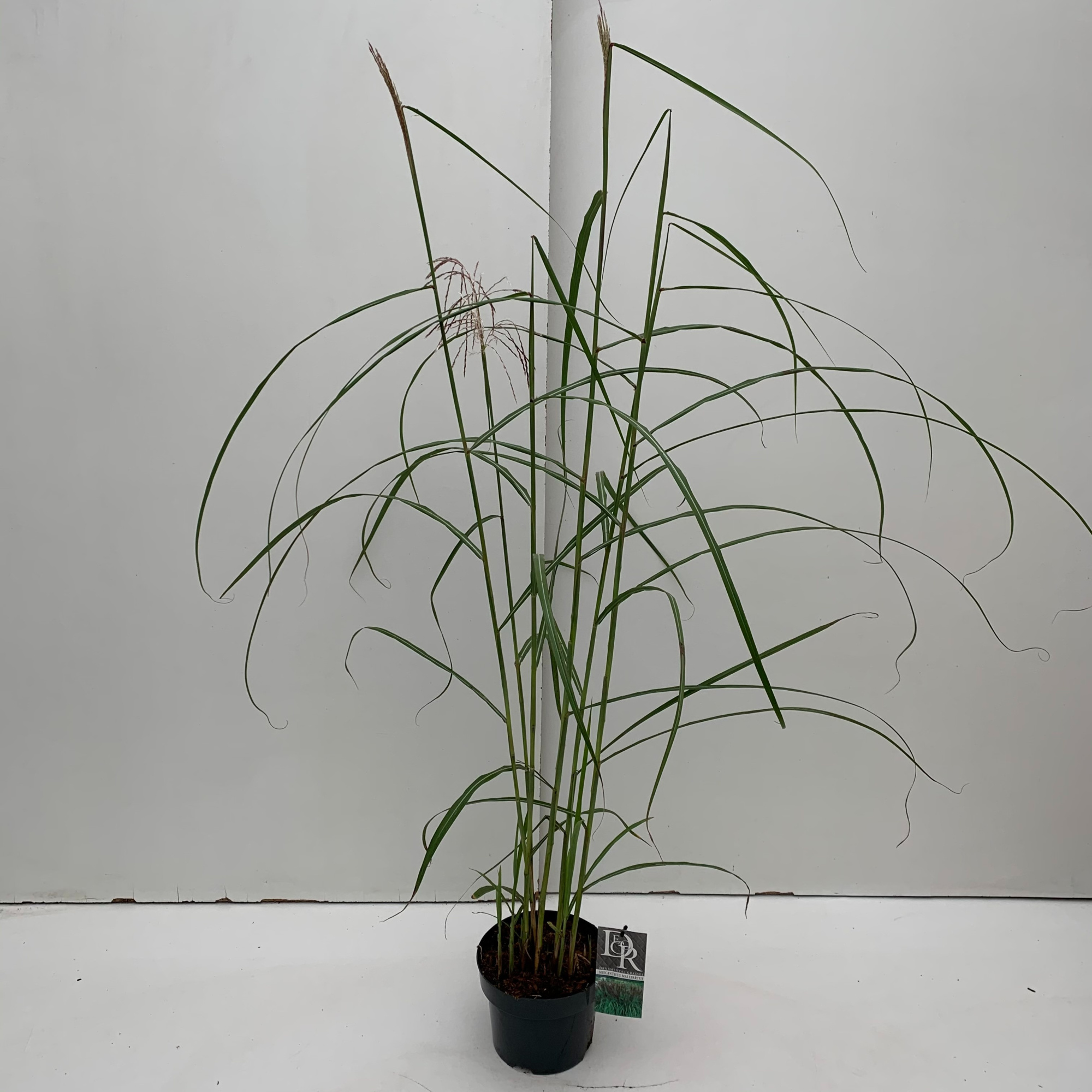 Miscanthus 'Malepartus', D 19 cm
