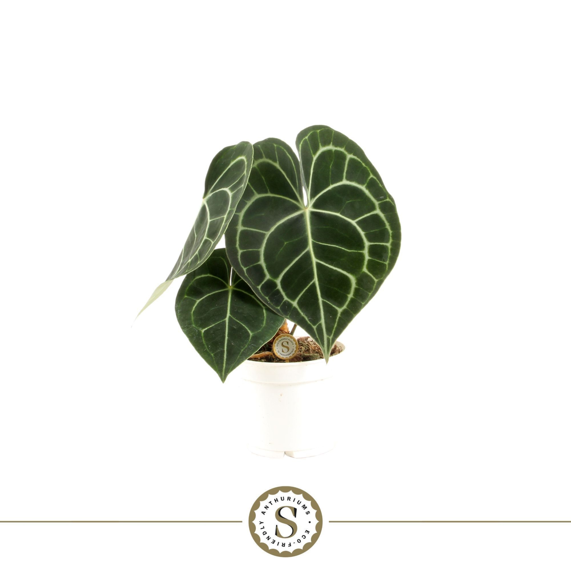 Clarinervium 12cm, D 12 cm