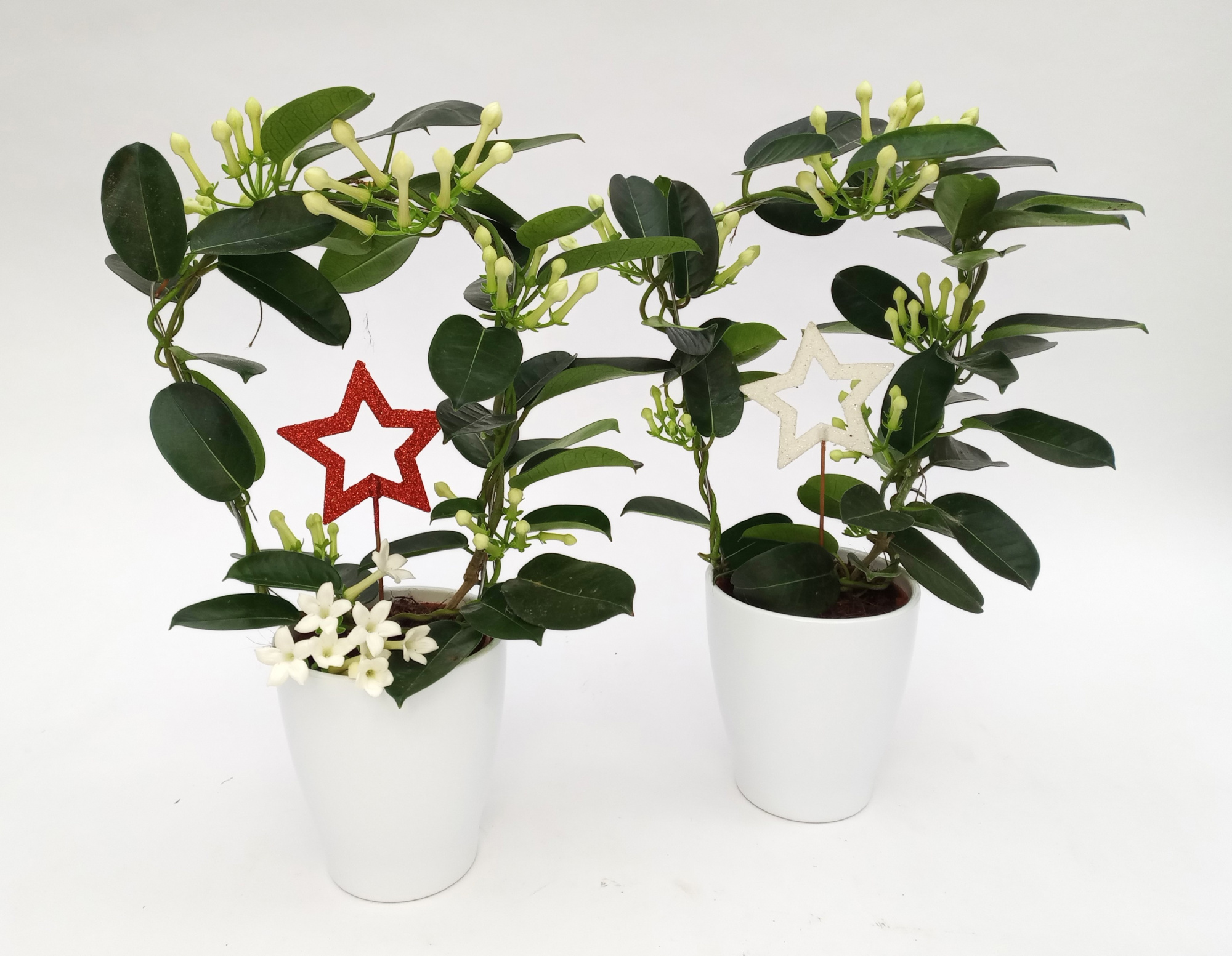 Stephanotis In ker tulp rd/wit met steker Twinky, D 12 cm
