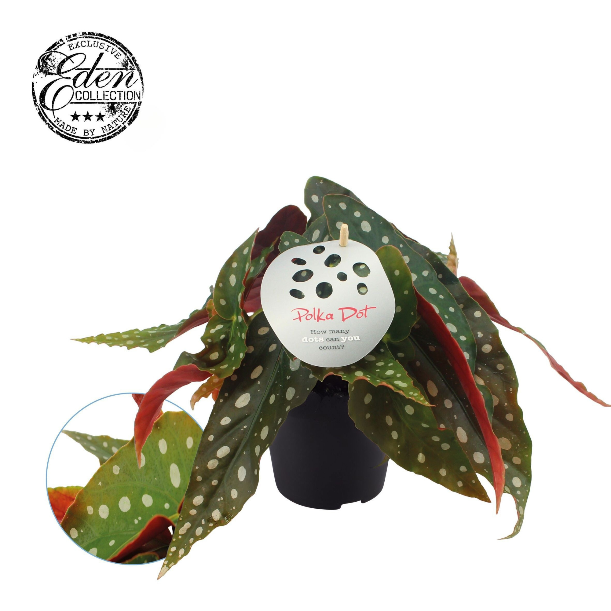 Begonia Maculata 12cm Duits etiket, D 12