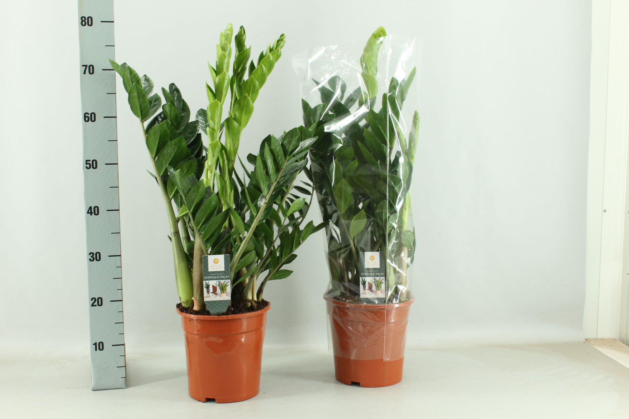 Zamioculcas 21cm, D 21 cm