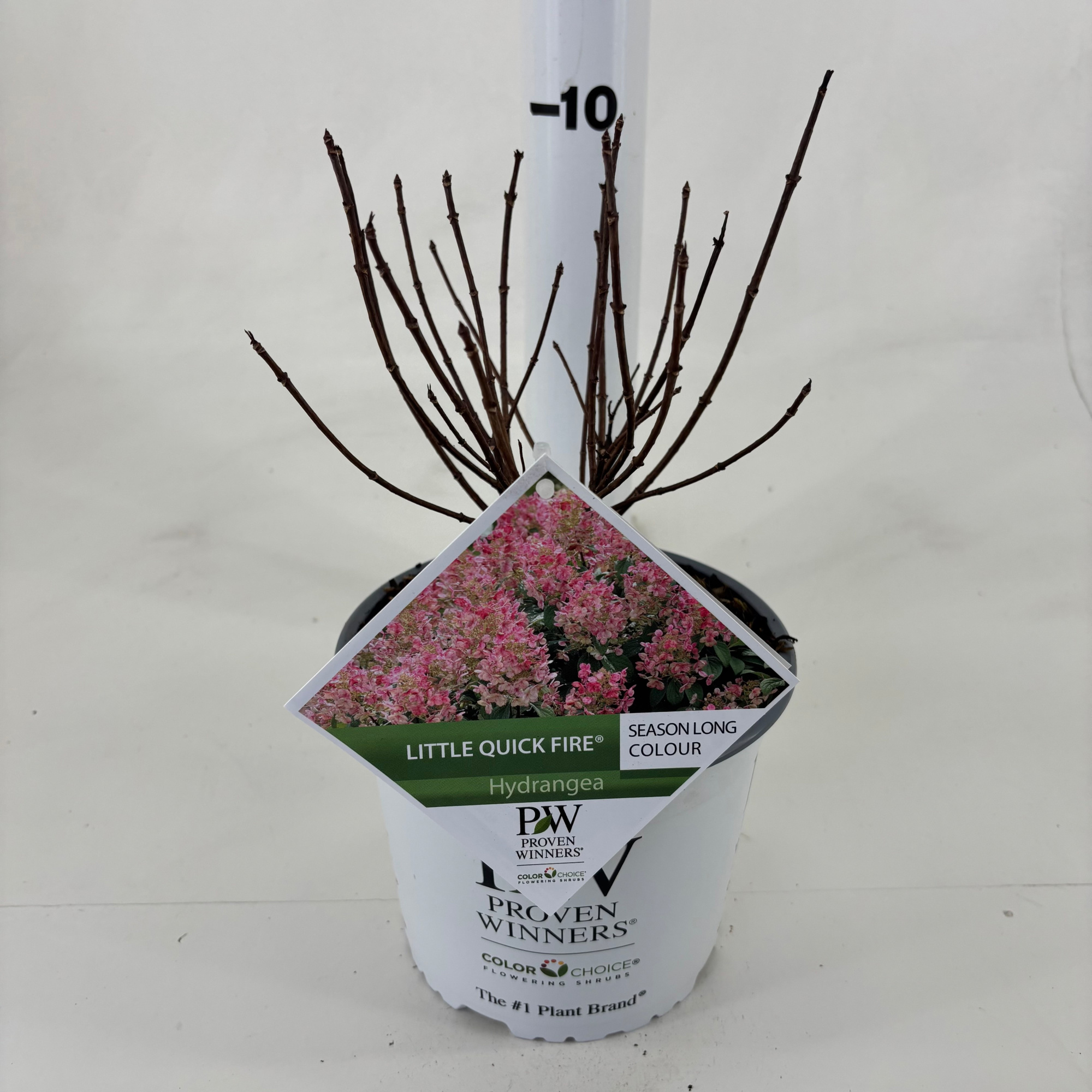 Hydrangea pan. 'Little Quick Fire' ®, D 19