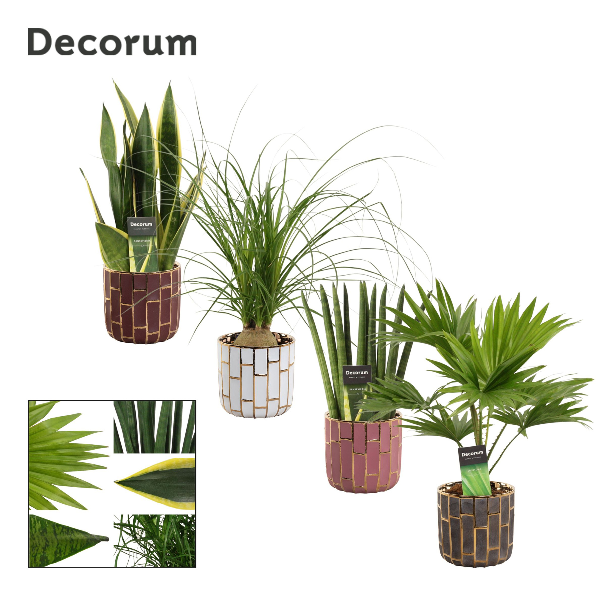 Groenmix 12 cm in Pascalle (Luxury world-collection), D 12 cm