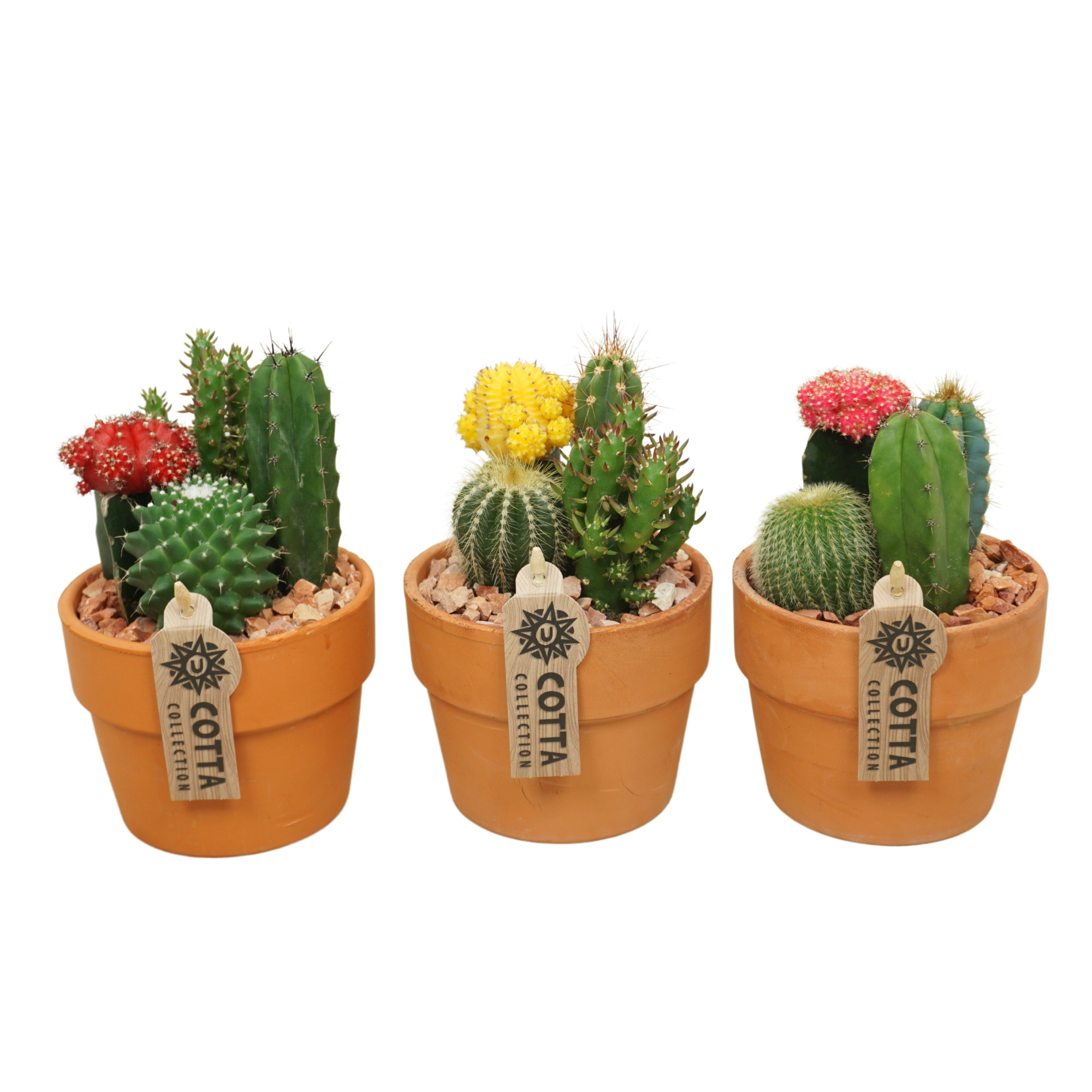 Cactus-Gymno arrangement in 12 cm 'Terracotta Kraagpot', D 12 cm