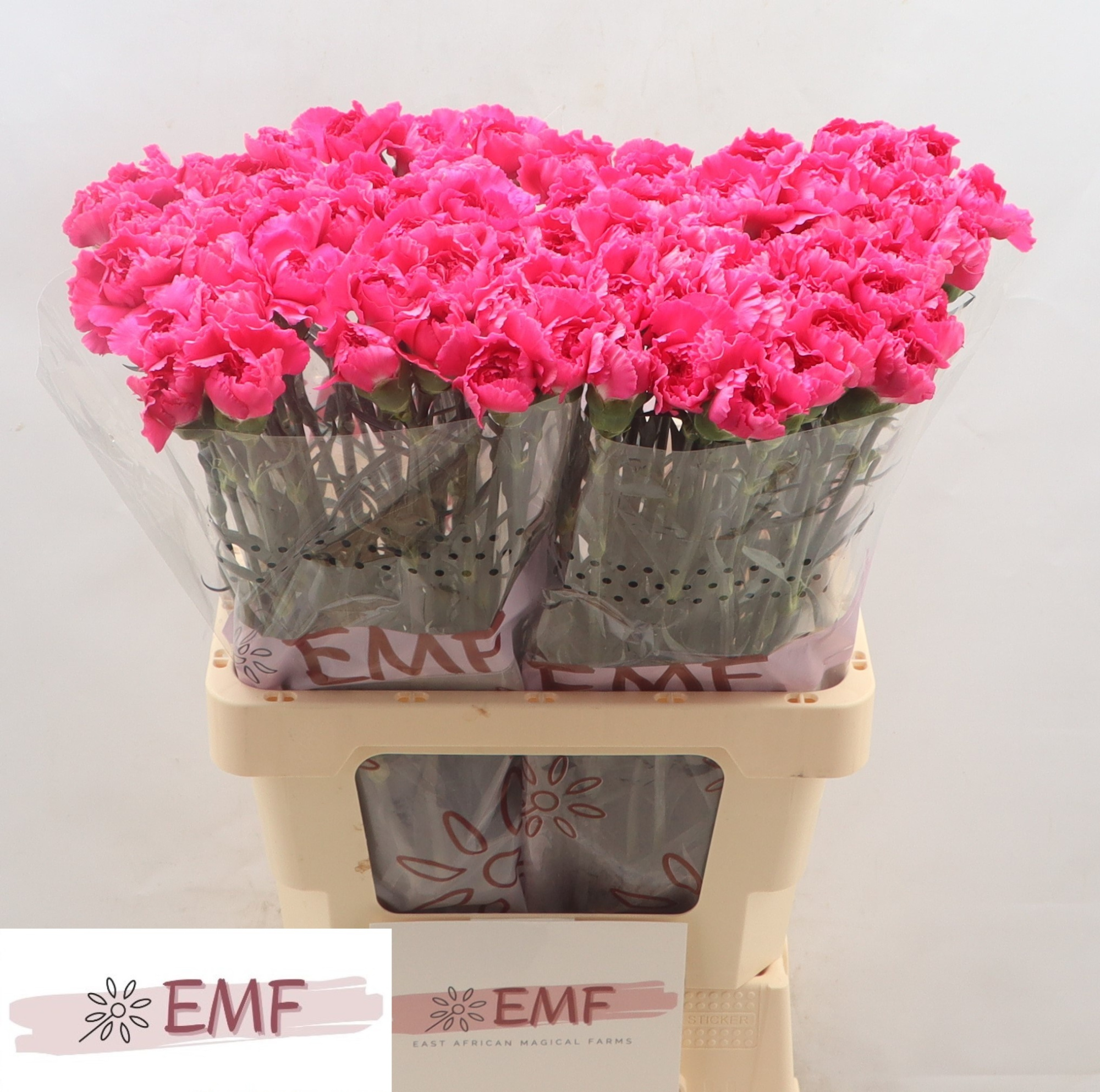 Диантус од. Черри Дамаскус+, шт.