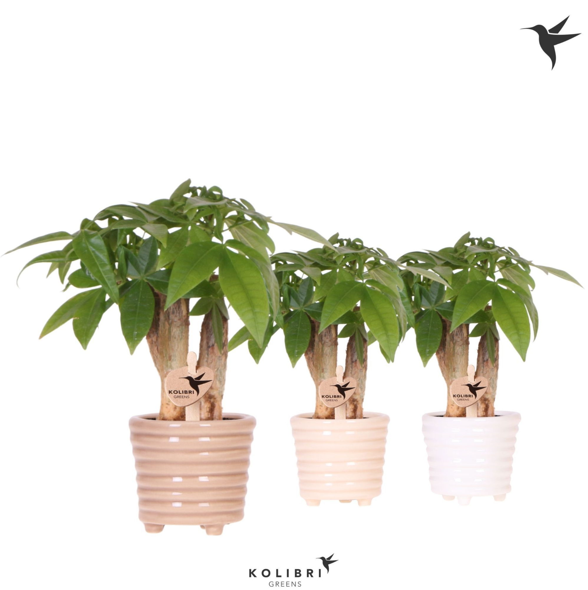 Kolibri Greens Pachira in Ring pot mix, D 6