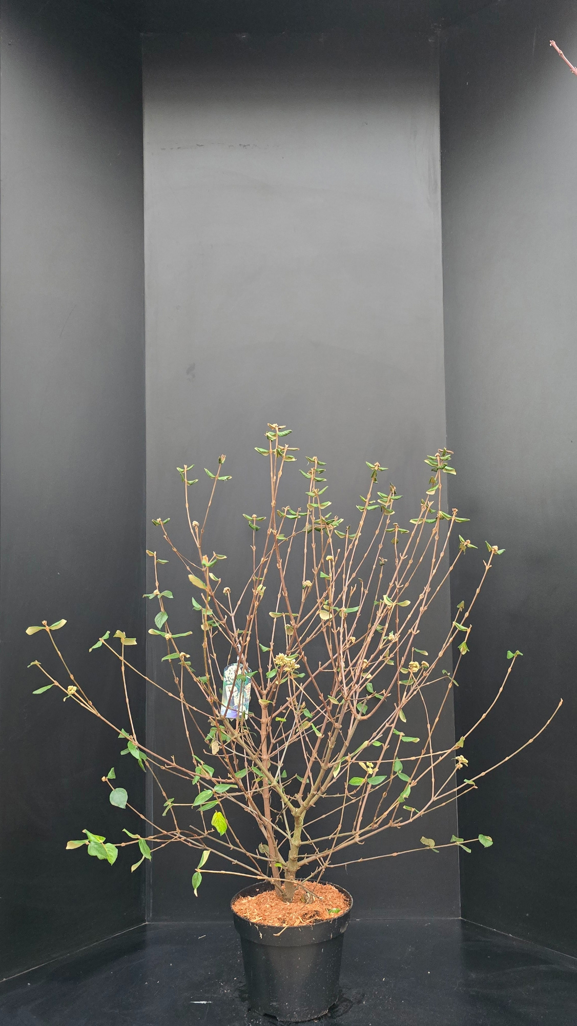 Viburnum burkwoodii, D 32