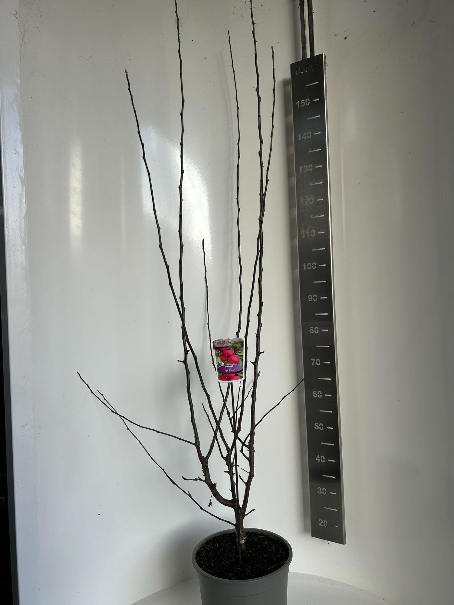 Malus transitoria Appletini, D 29