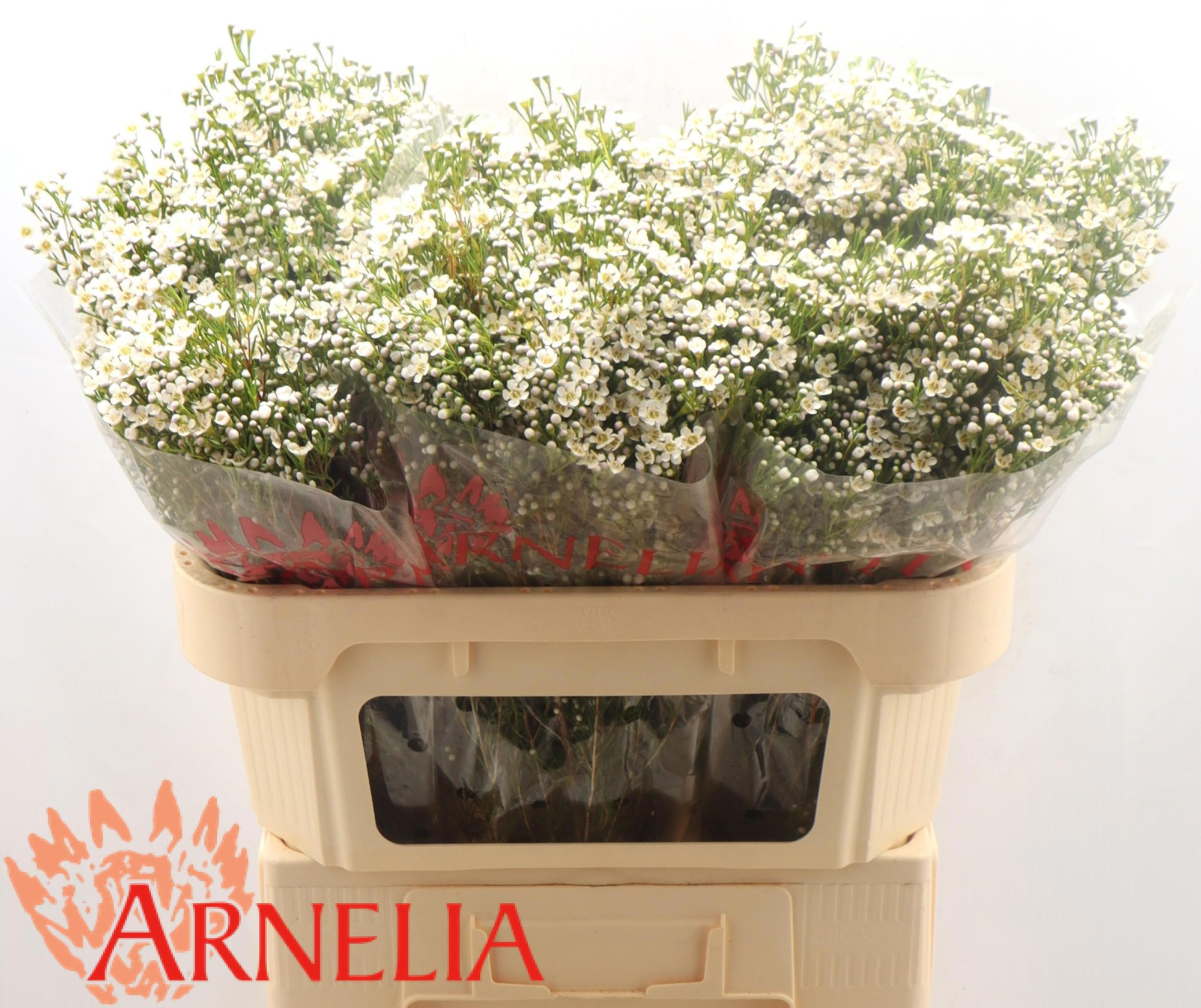 Шамелациум Перл Баттонс 70, шт.