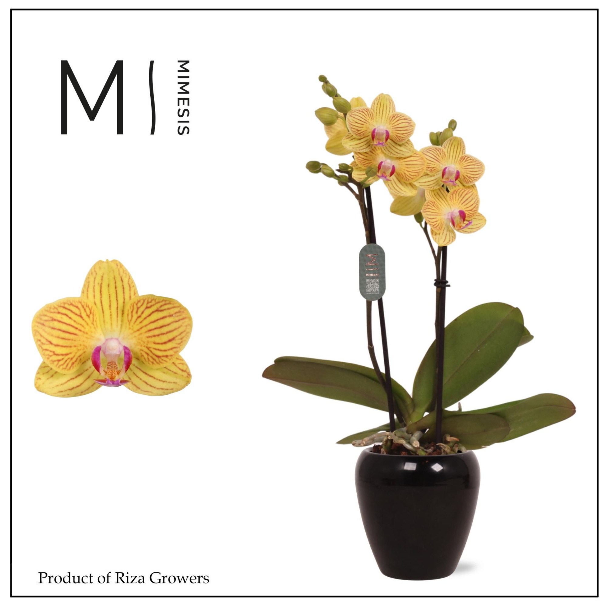 Mimesis Phal. Gold Baby - 2 spike 7cm in Martine Black Ceramic, D 7 cm