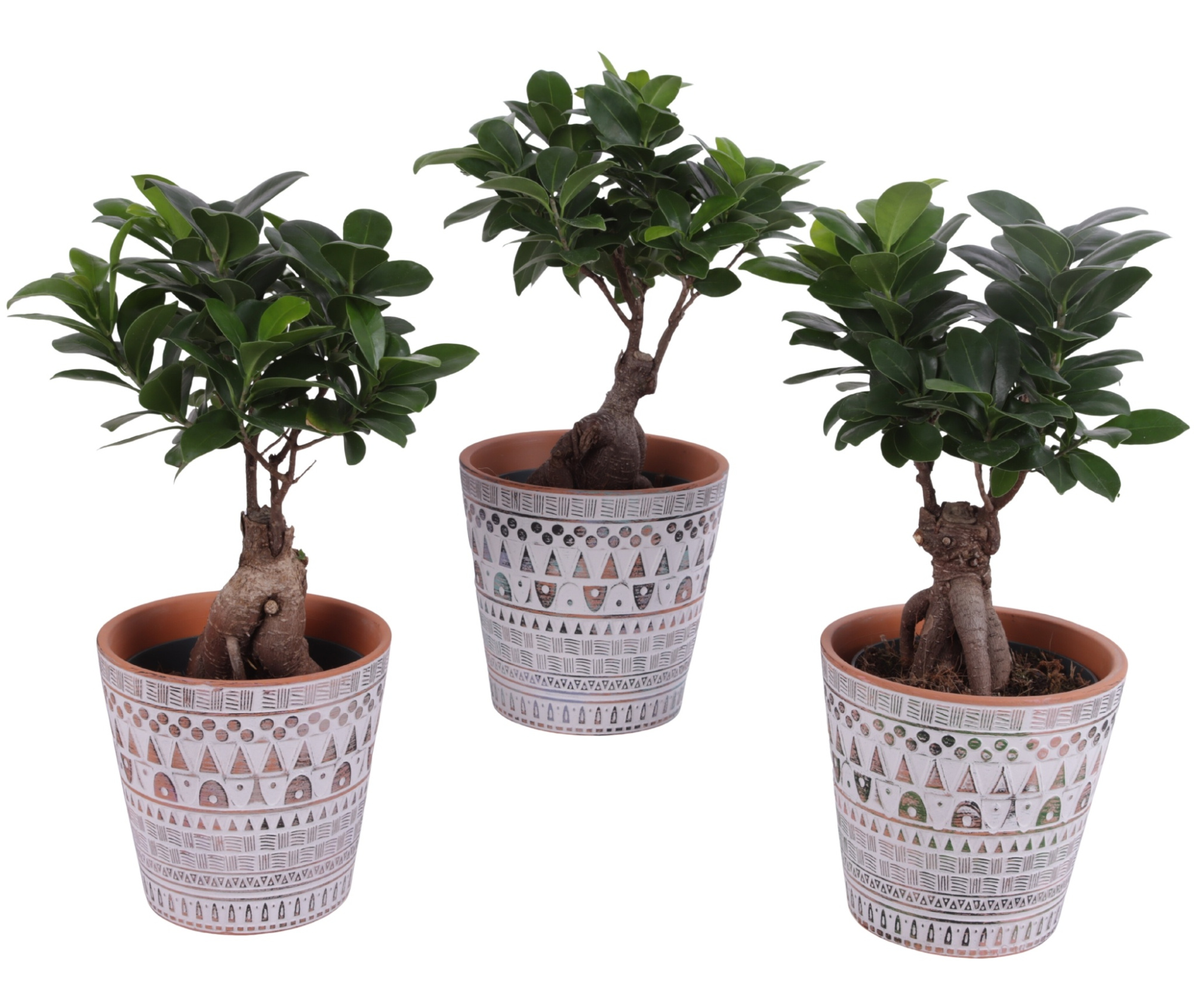 Ficus m. Ginseng Ball Shape Ø12cm in Ø14cm Ceramic Pot Inca, D 14