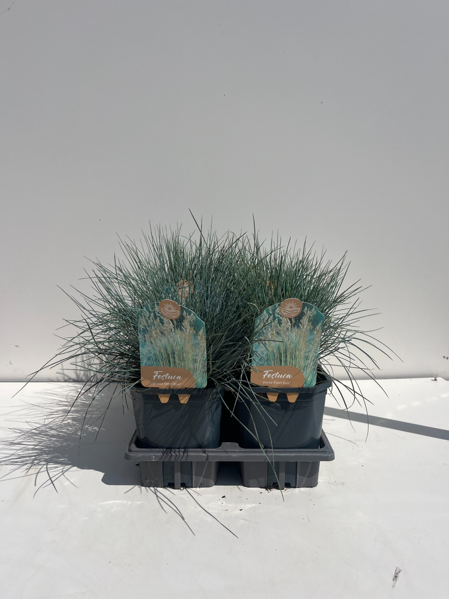 Festuca Glauca Elijah Bleu, D 17 cm