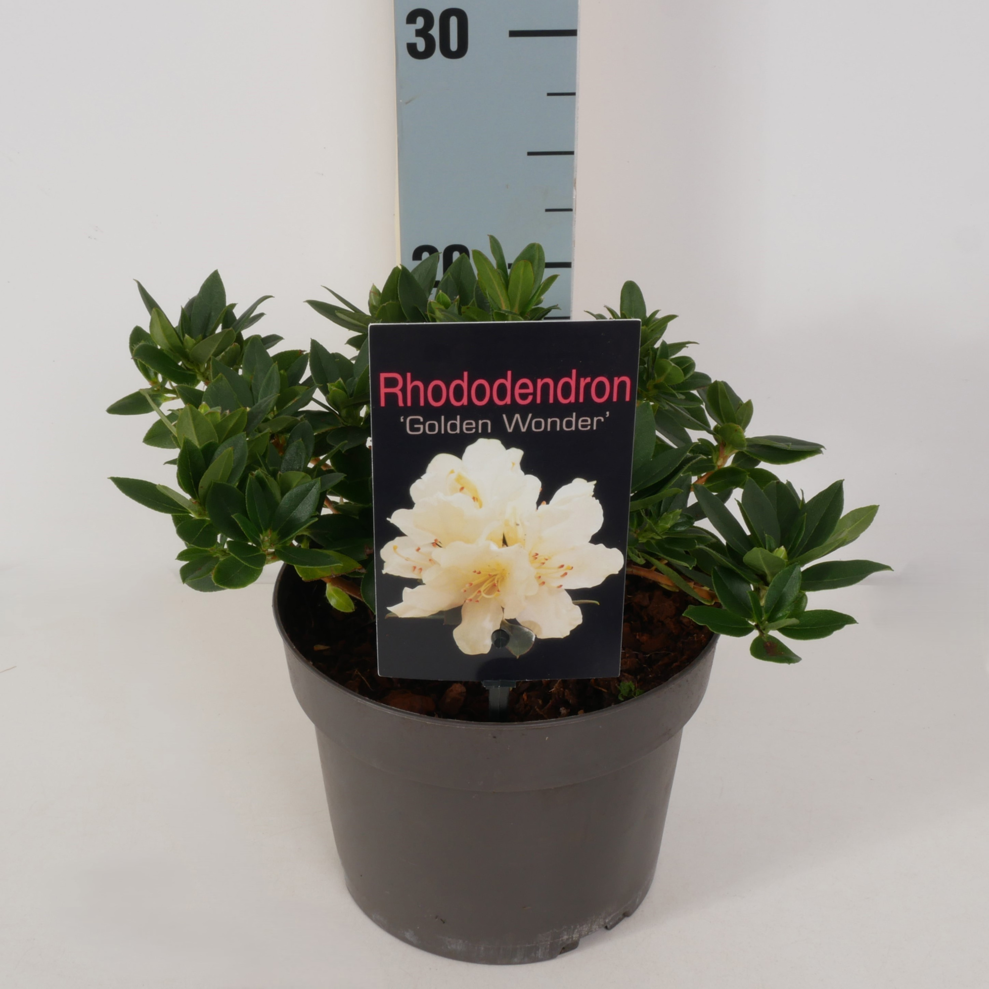 Rhododendron 'Golden Wonder' P17, D 17