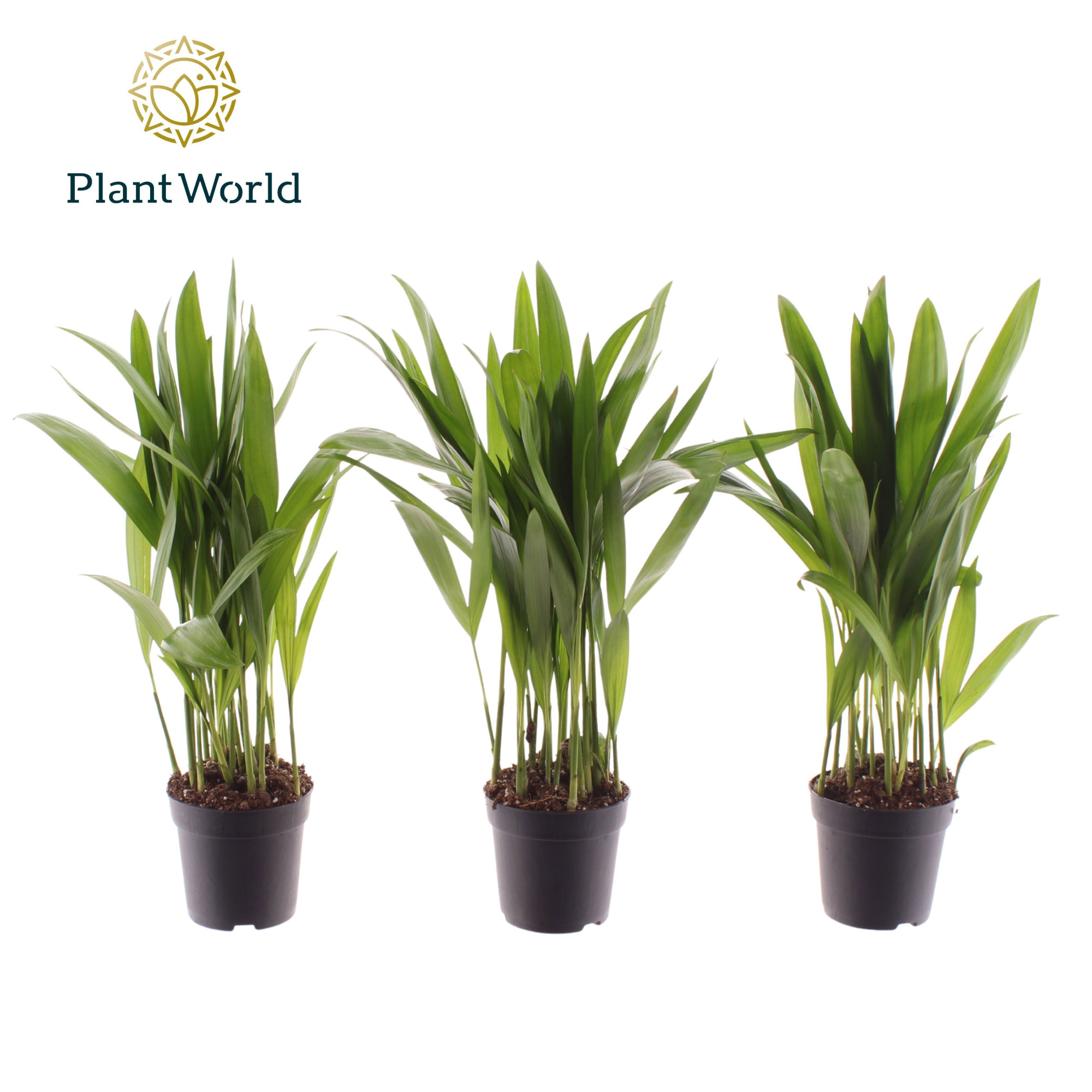 Dypsis lutescens (Areca) 7 cm, D 7