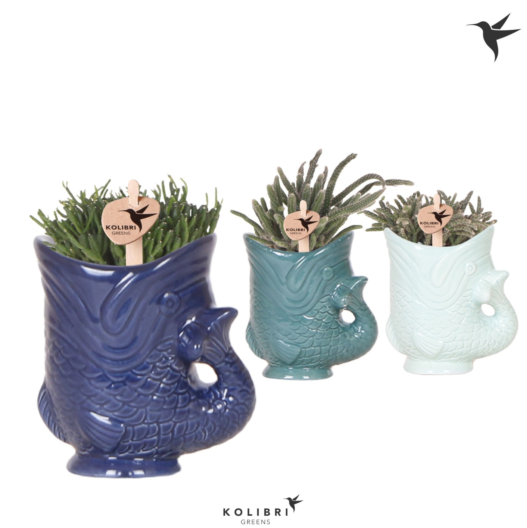 Kolibri Greens Rhipsalis mix in Fish pot blue mix, D 6 cm