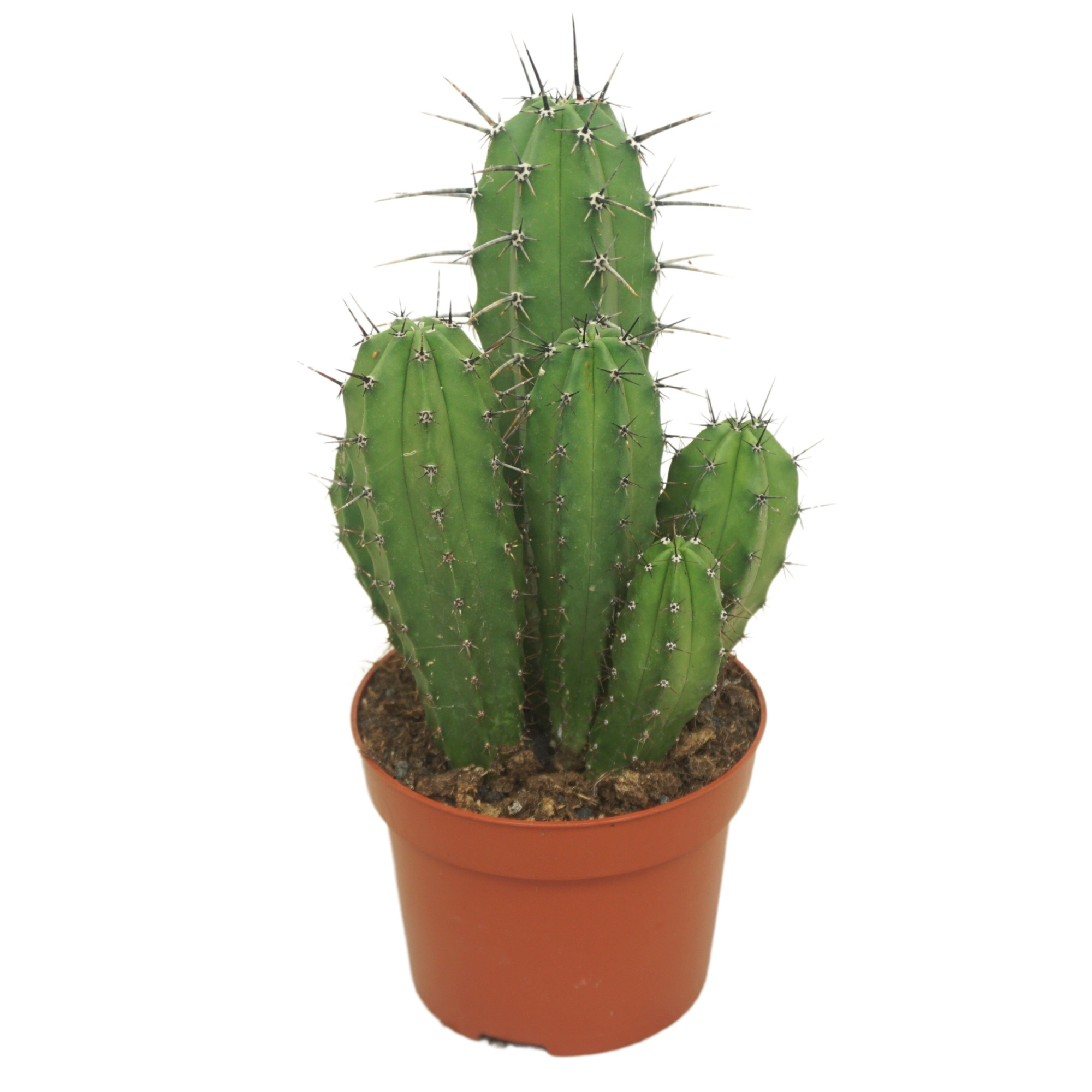 Polaskia chichipe 12 cm, D 12 cm