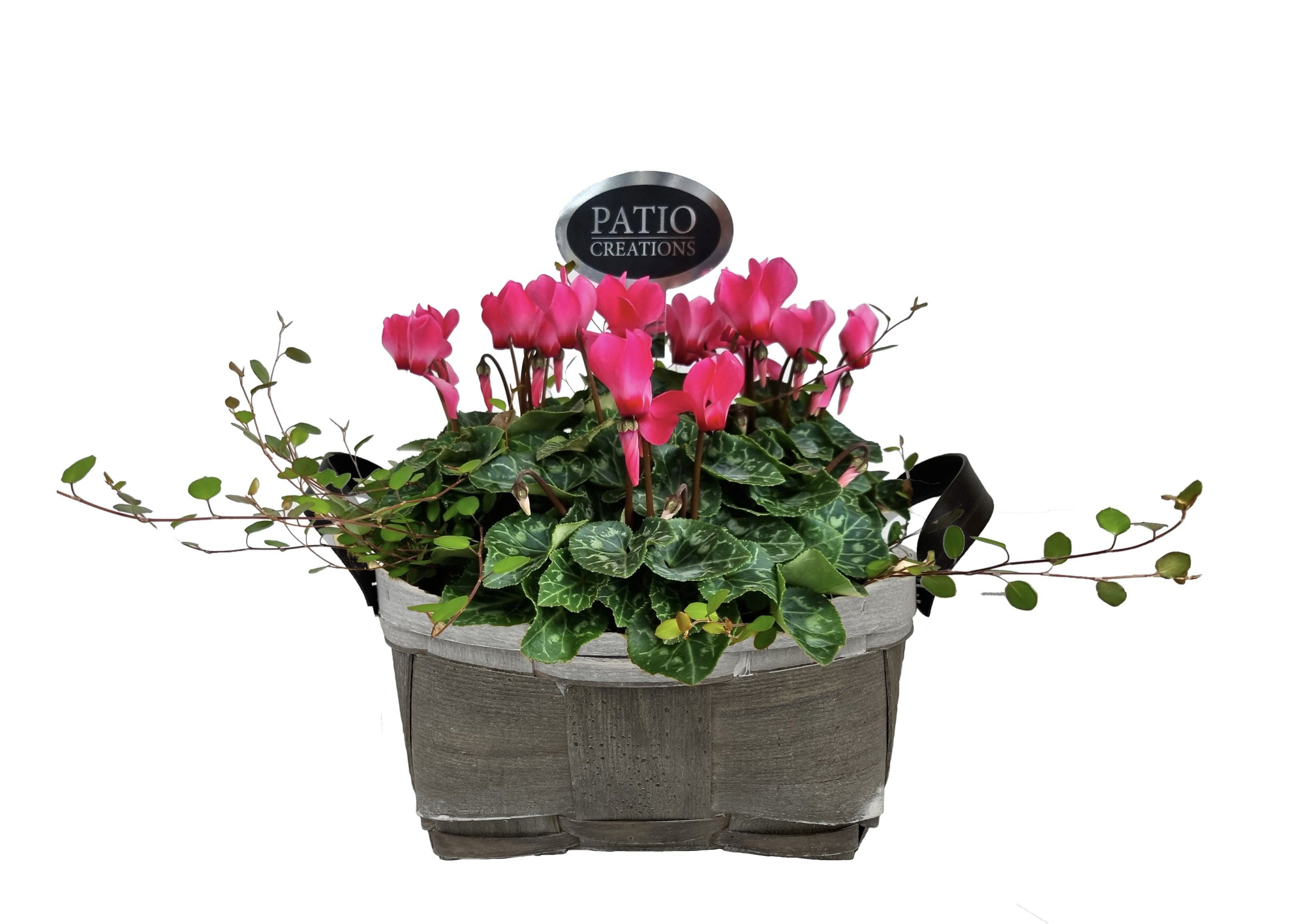 CYM828-9323 Cyclaam/Muehlenbeckia Fenna lederlook handvat rond, D 24 cm