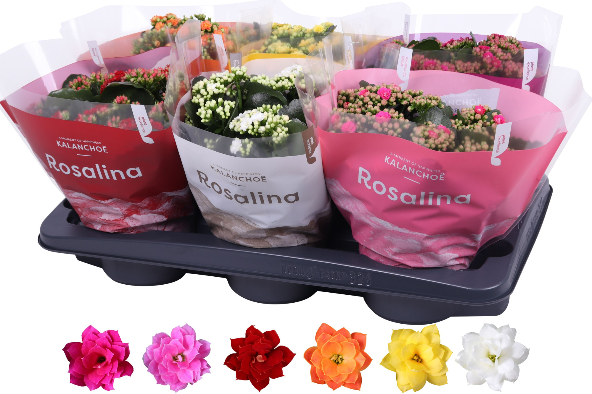 Kalanchoe Rosalina 15cm mix, TST hoes, D 15