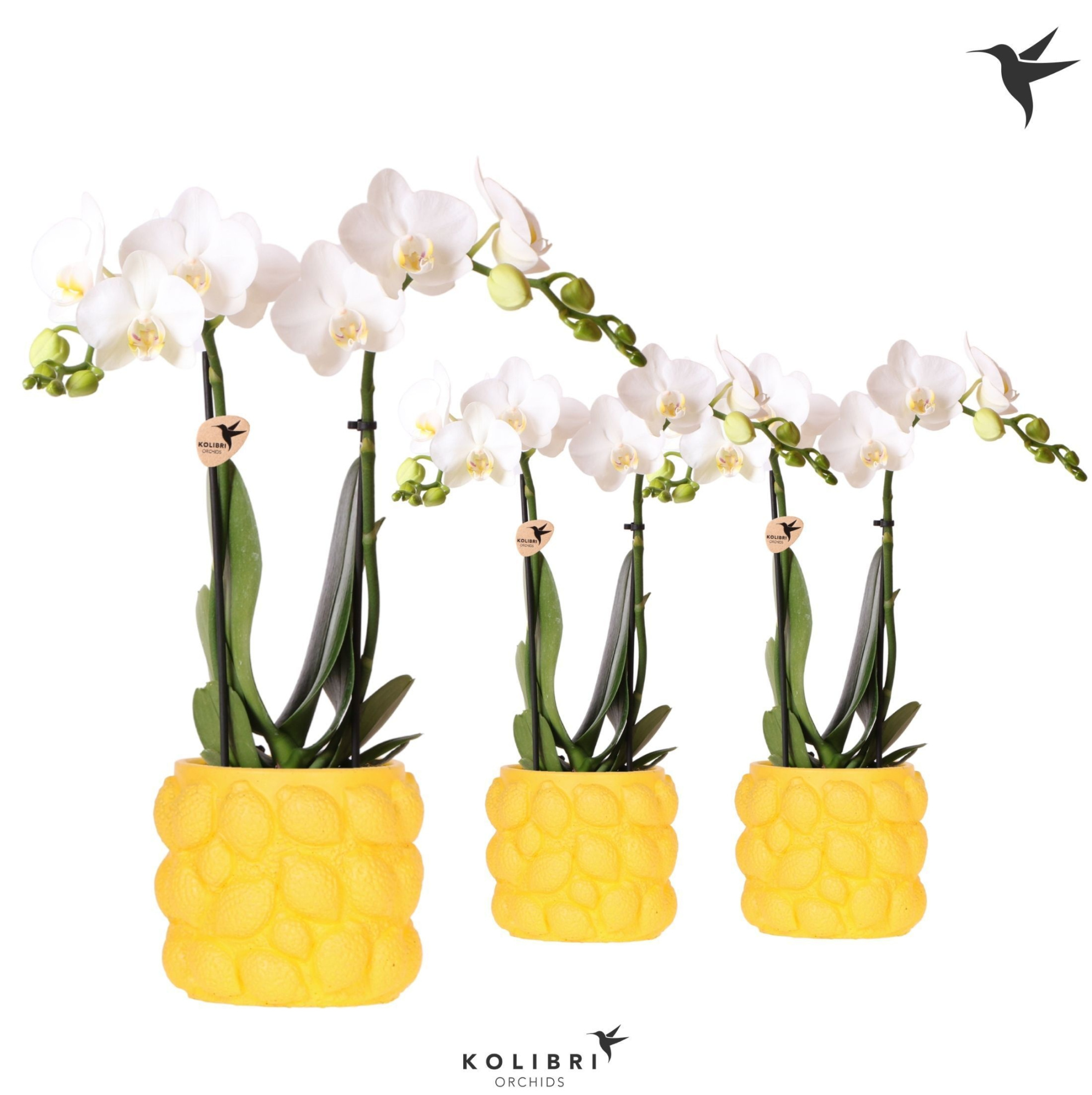 Kolibri Orchids Phalaenopsis white 2 spike in Citrus pot yellow, D 9