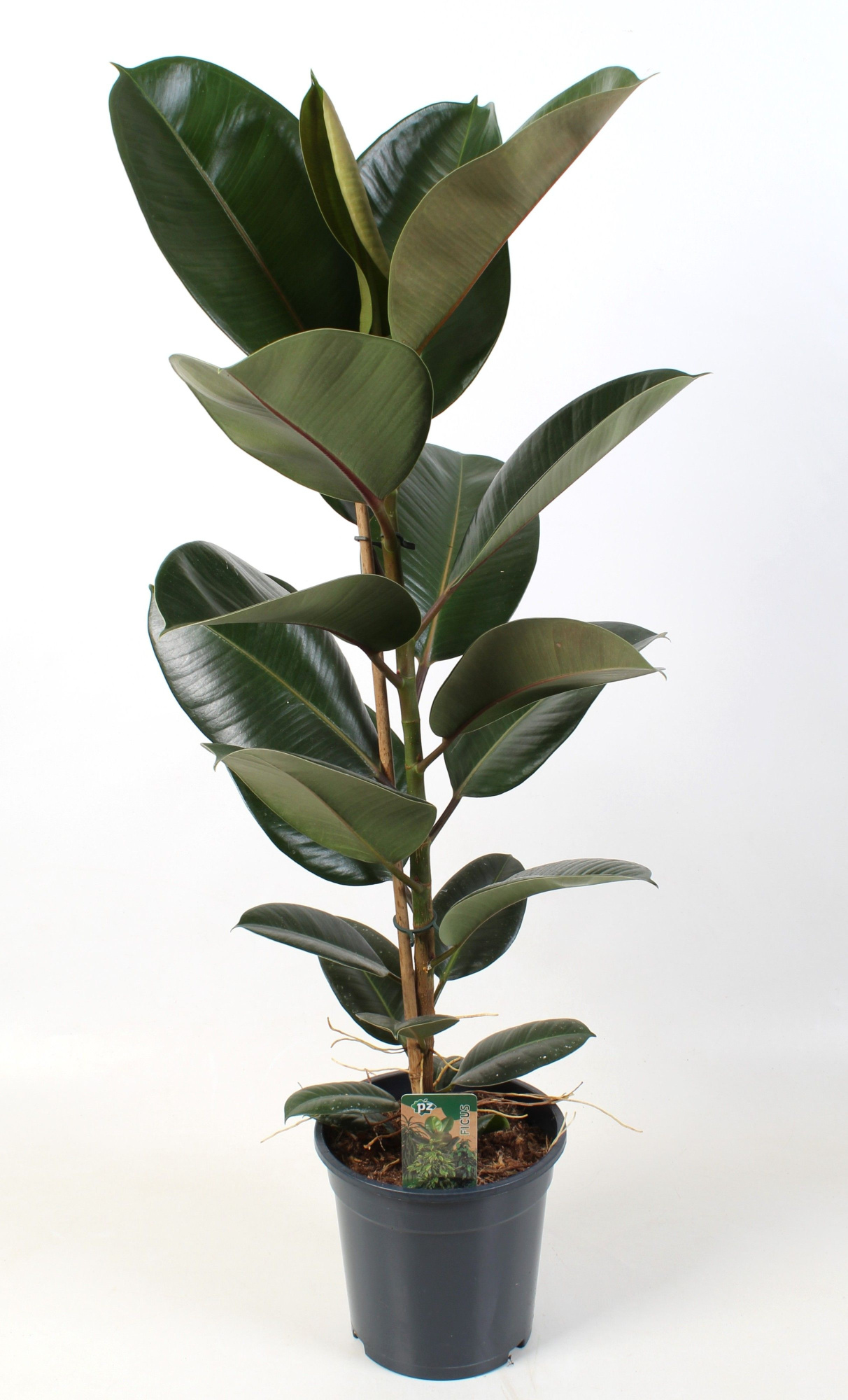 Ficus elastica Robusta 21 cm, D 21 cm