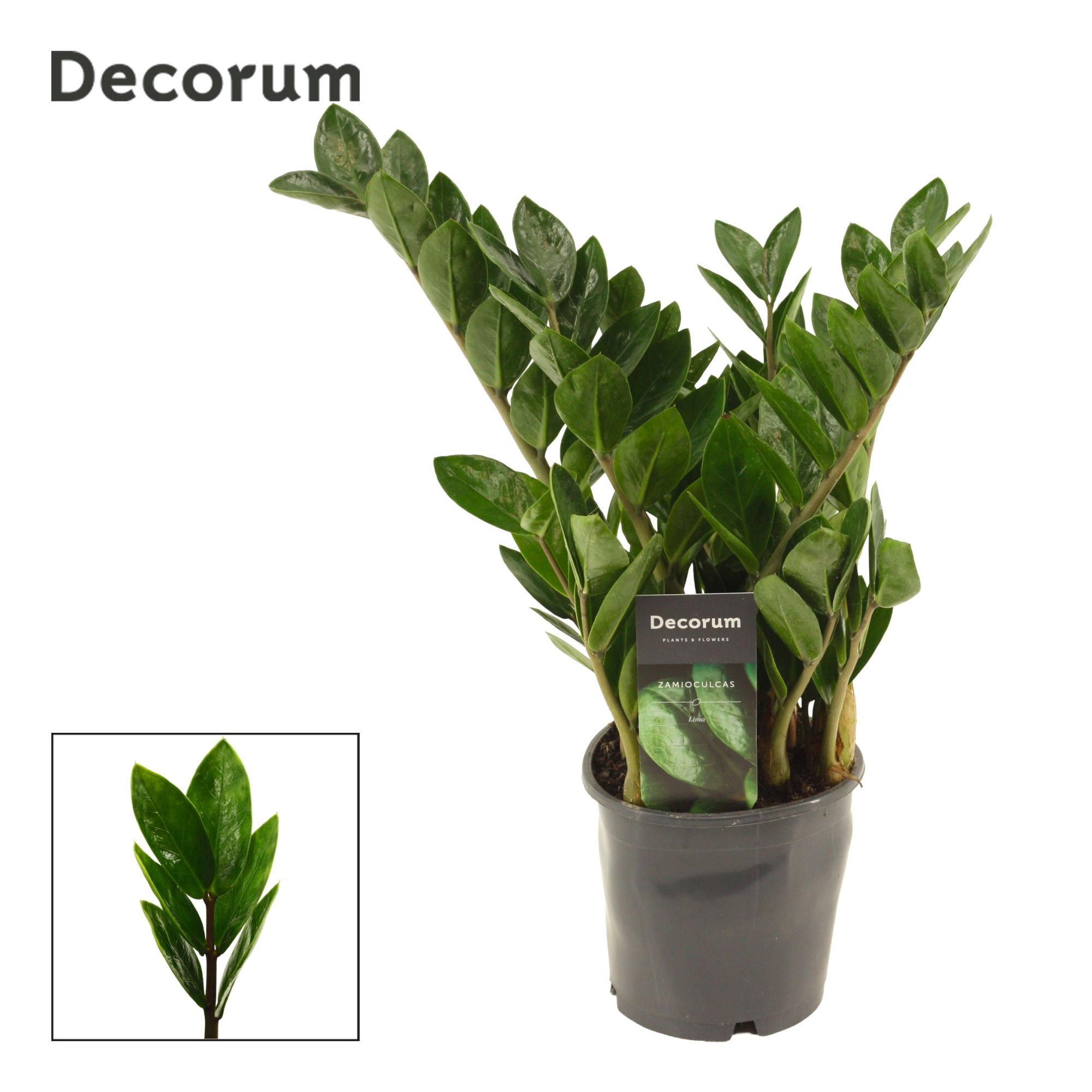 Zamioculcas Lima 12 cm Decorum 35 cm, 5+ veren, D 12