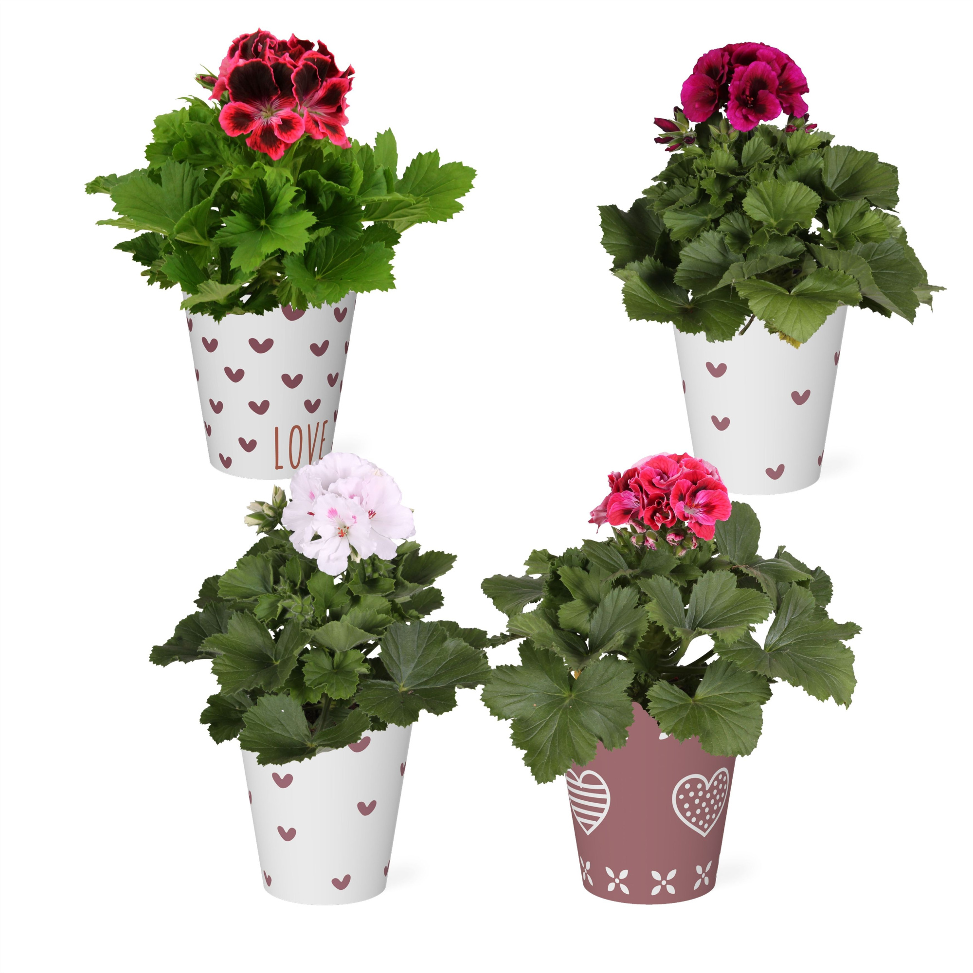 Pelargonium in Smartcup Nickie, D 13