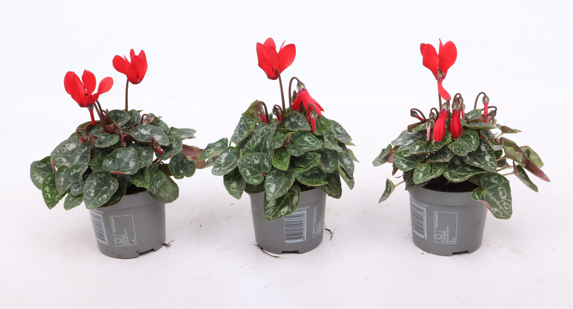 Cyclamen Smartiz Red 9 cm, D 9