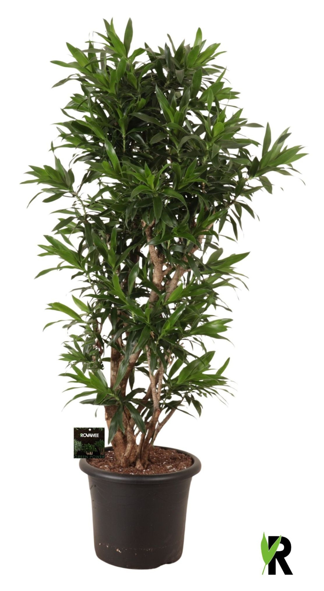 Dracaena reflexa vertakt, D 40 cm