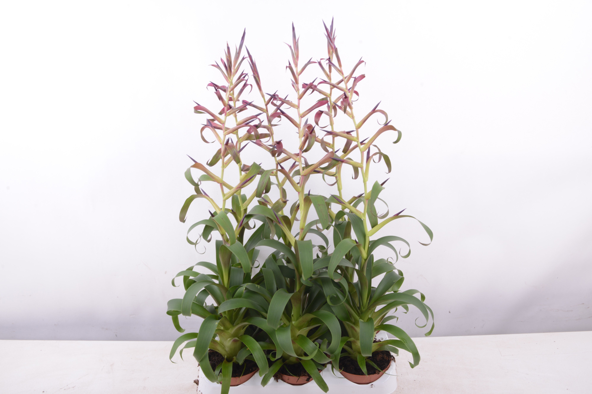 tillandsia mora, D 9