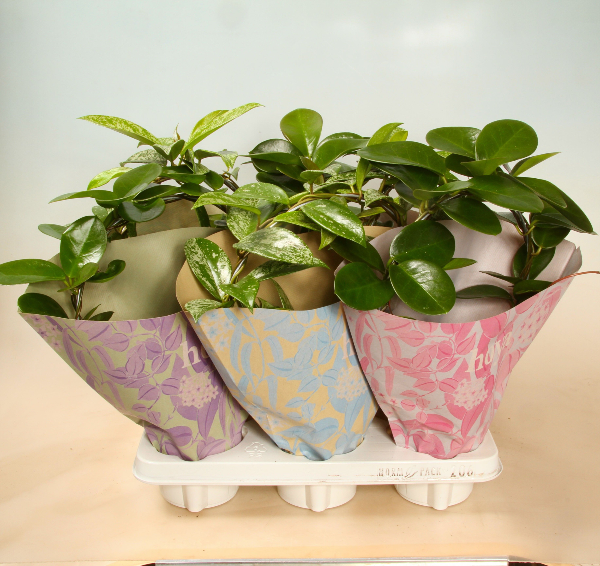 Hoya Carnosa Booge mix 2-3 difrent varitys in Design Paper Bags 12 cm, D 12