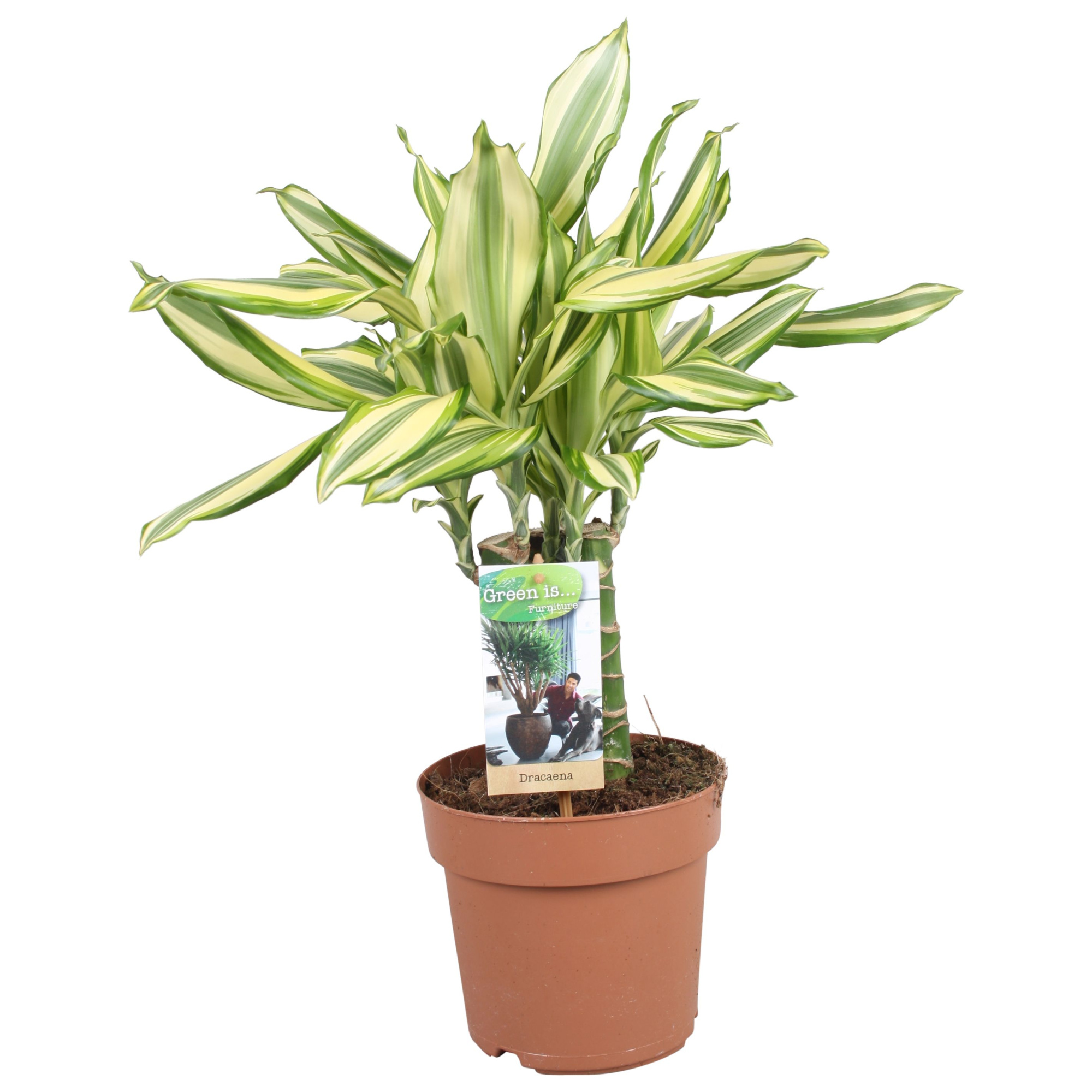 Dracaena Diamonddream carroussel, D 17