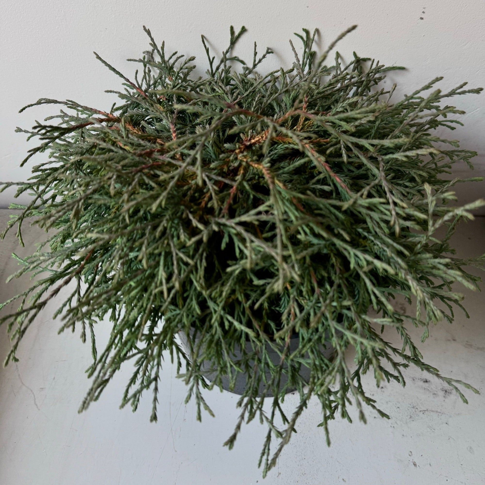 Thuja occidentalis 'Going Down', D 29