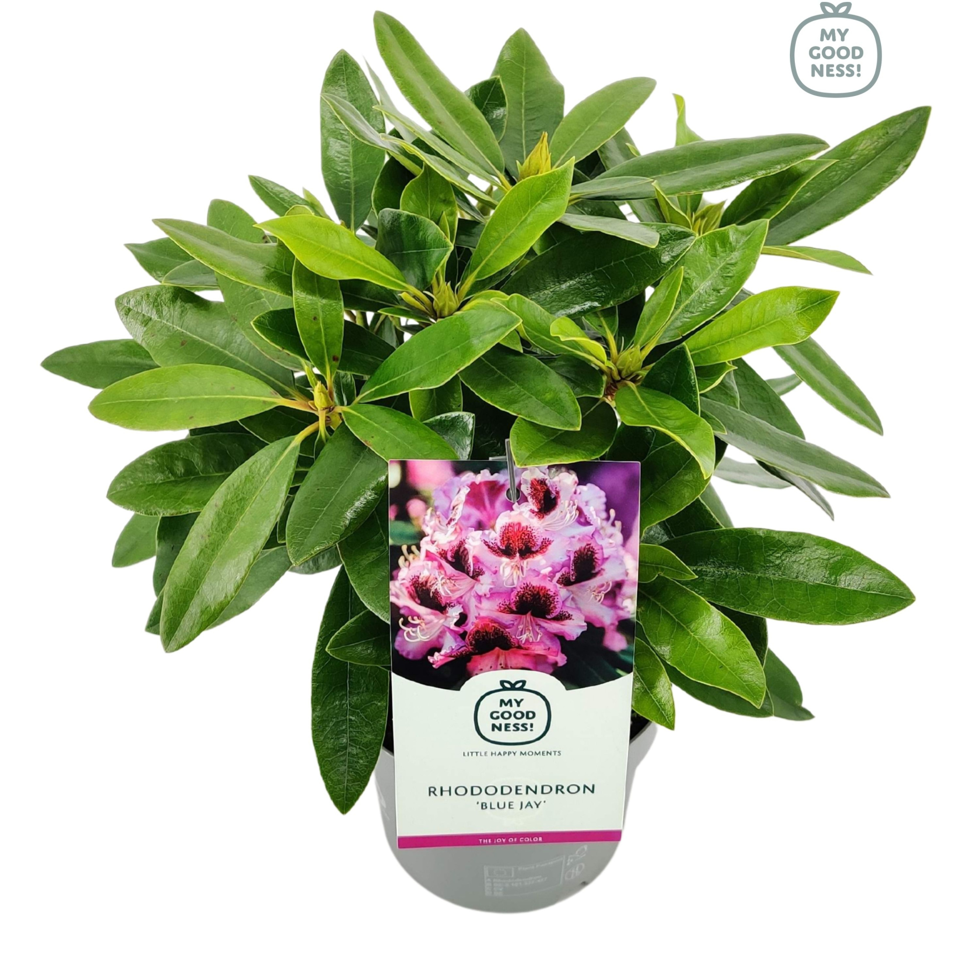 Rhododendron 30-35 /2 liter 'Blue Jay', D 17 cm