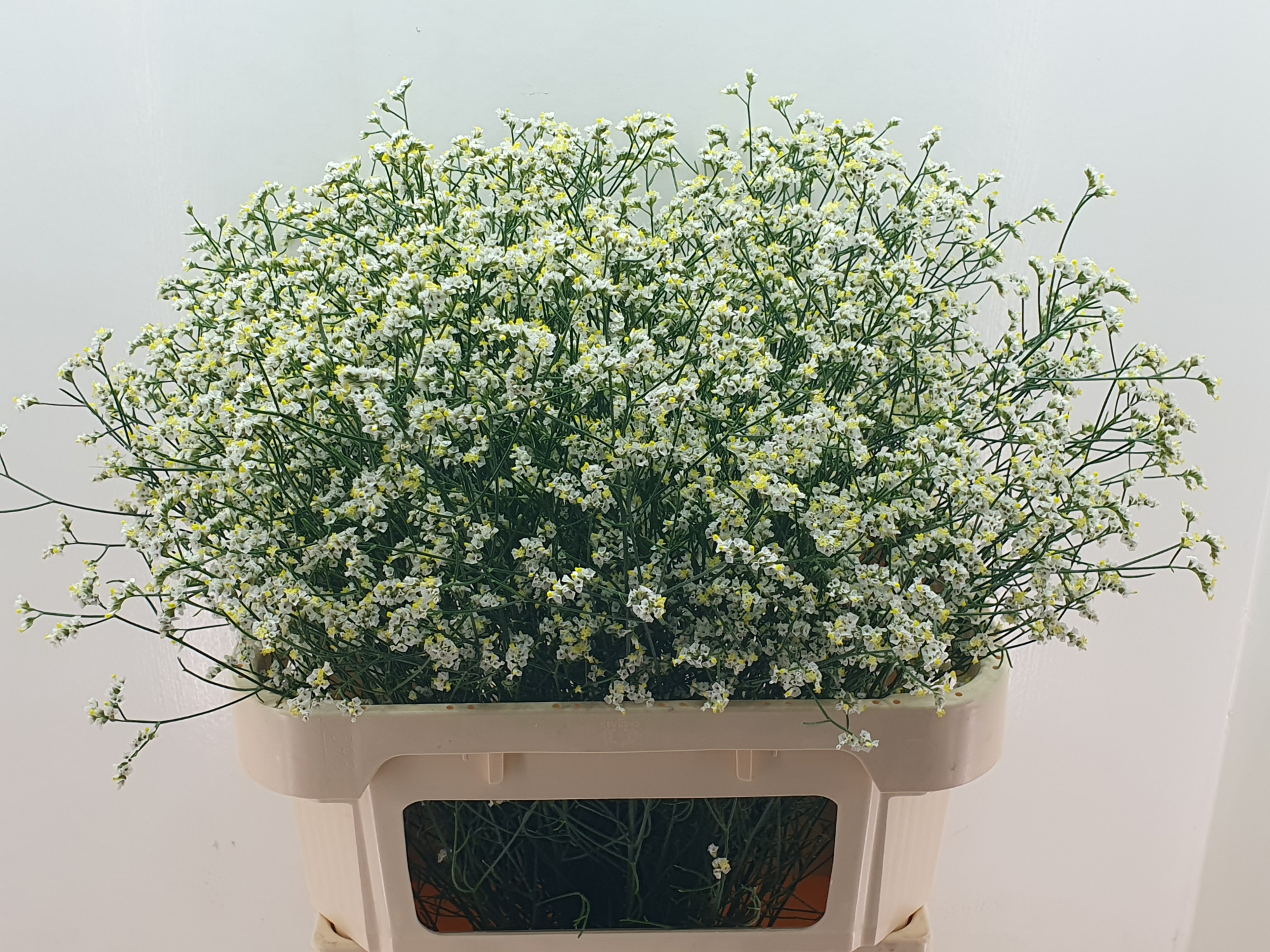 Лимониум Брайт Даймонд 80, шт.