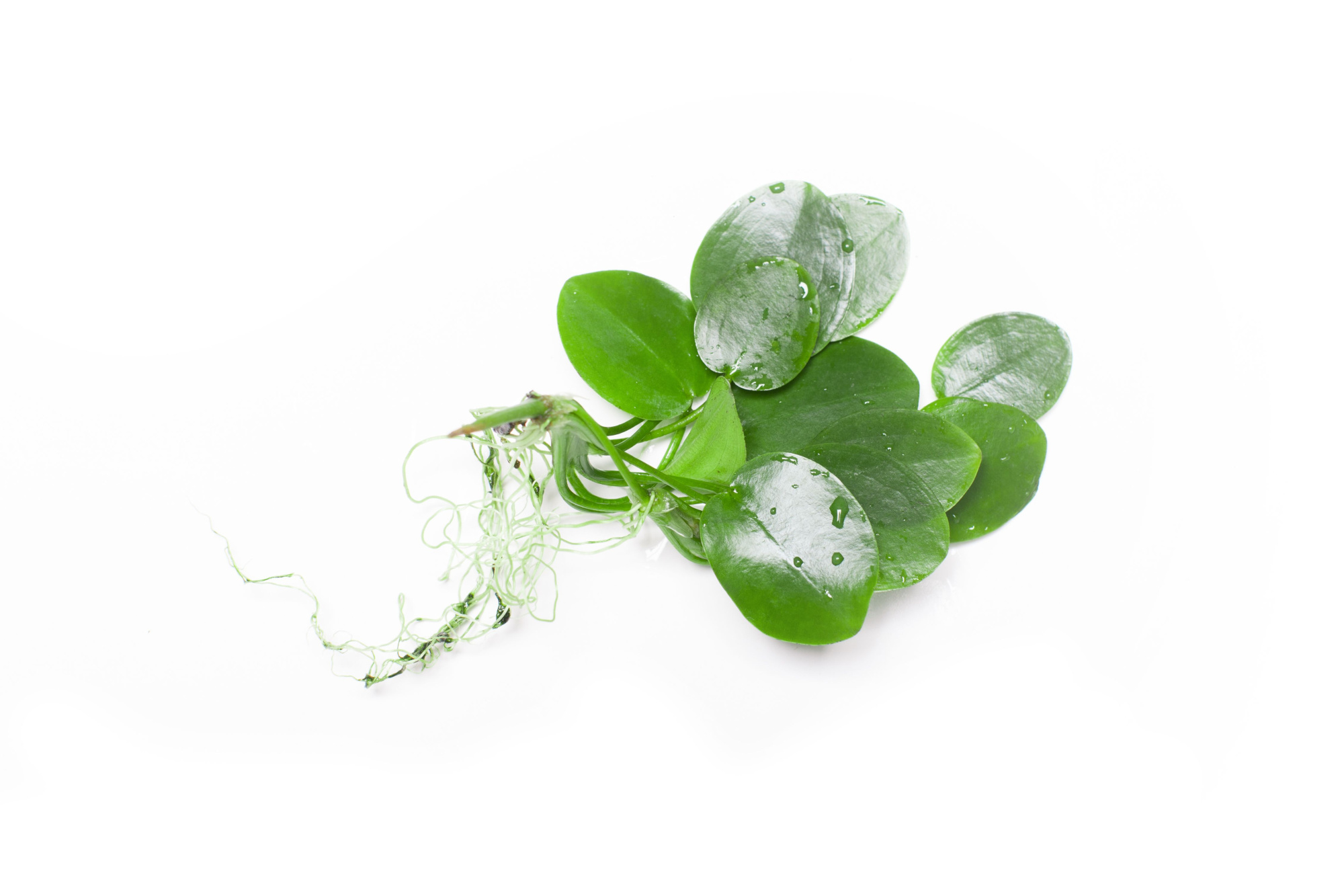 206-hydrocharis morsus ranea met deksel (plomp), D 13 cm