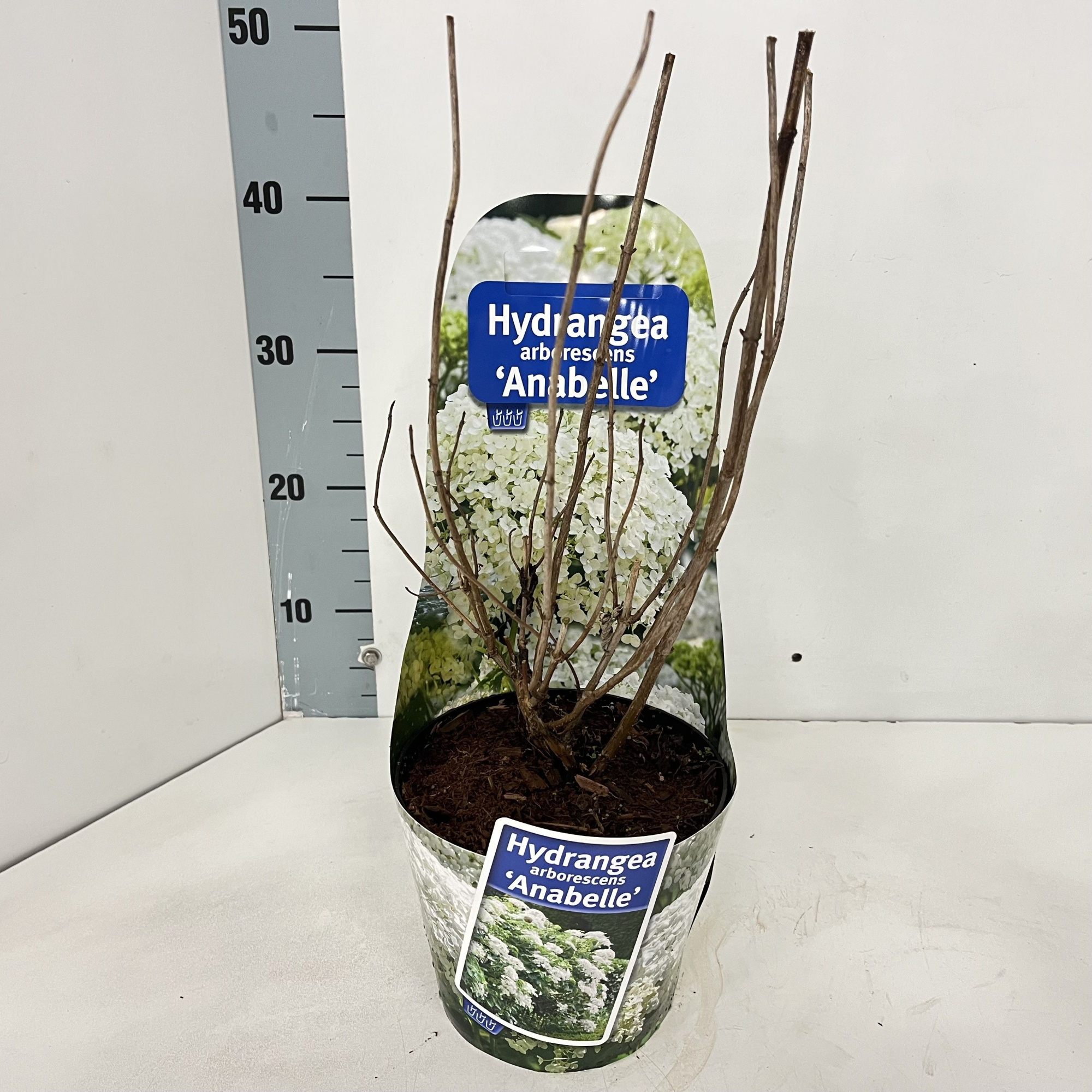 Hydrangea arb. ‘Annabelle’ (in potcover), D 17