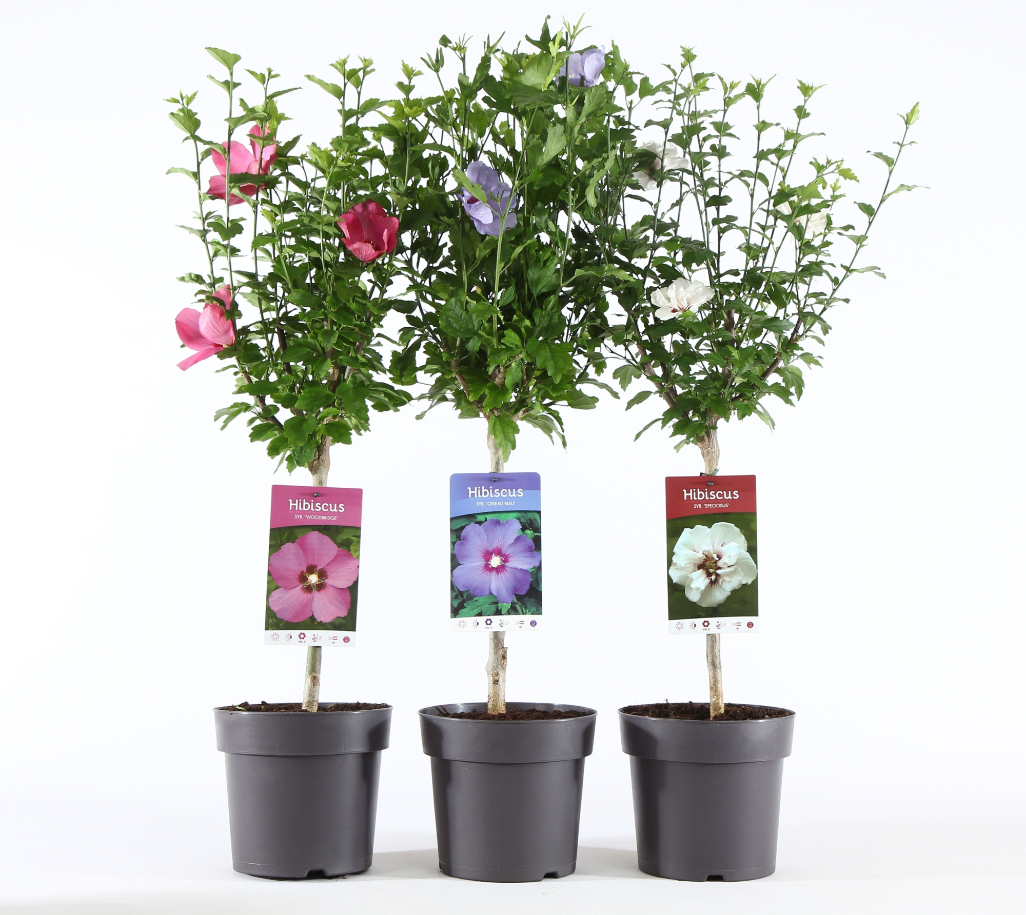 Hibiscus syr. mix stam 30, D 19 cm