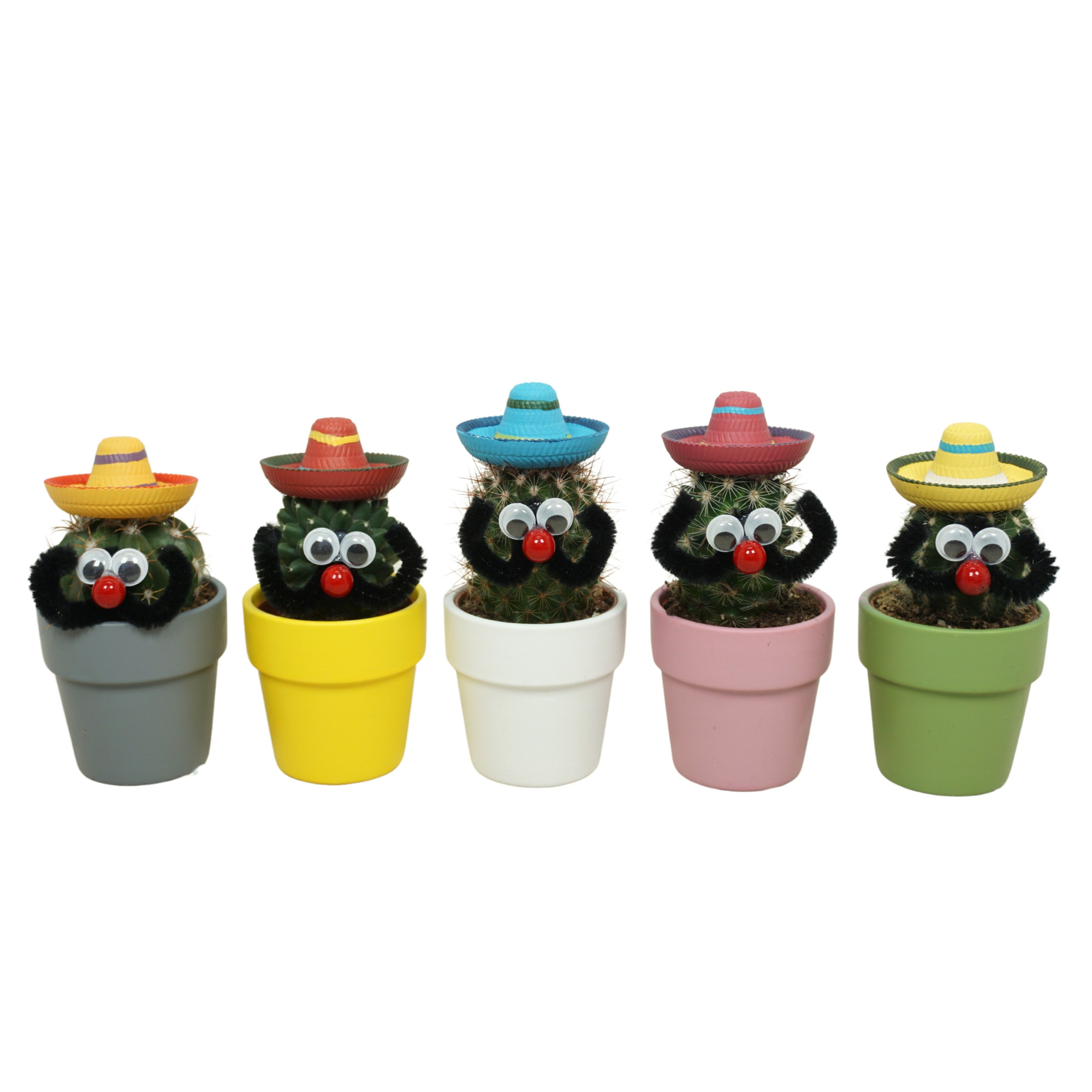 Cactus Mexicaan in 6 cm 'Durango Kraagpot', D 5,5