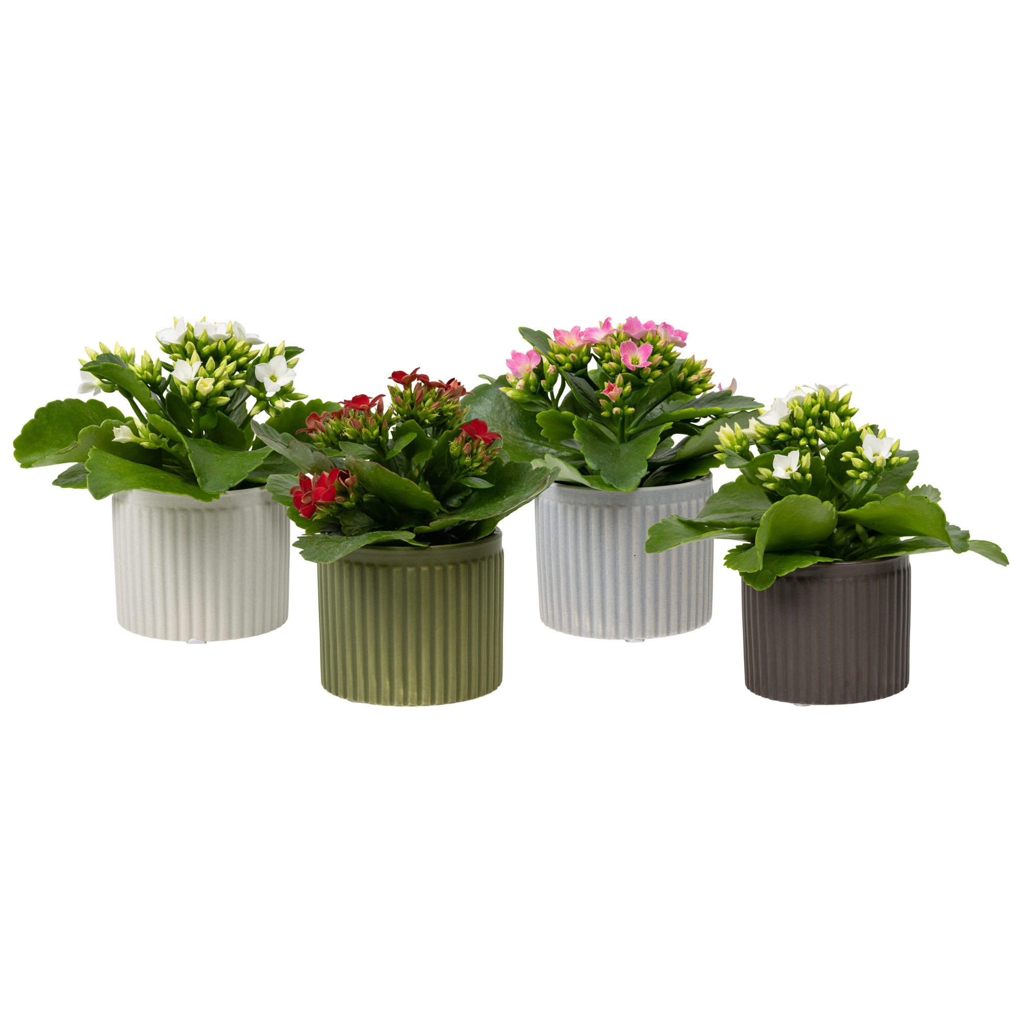 Line with Kalanchoe, D 6 cm