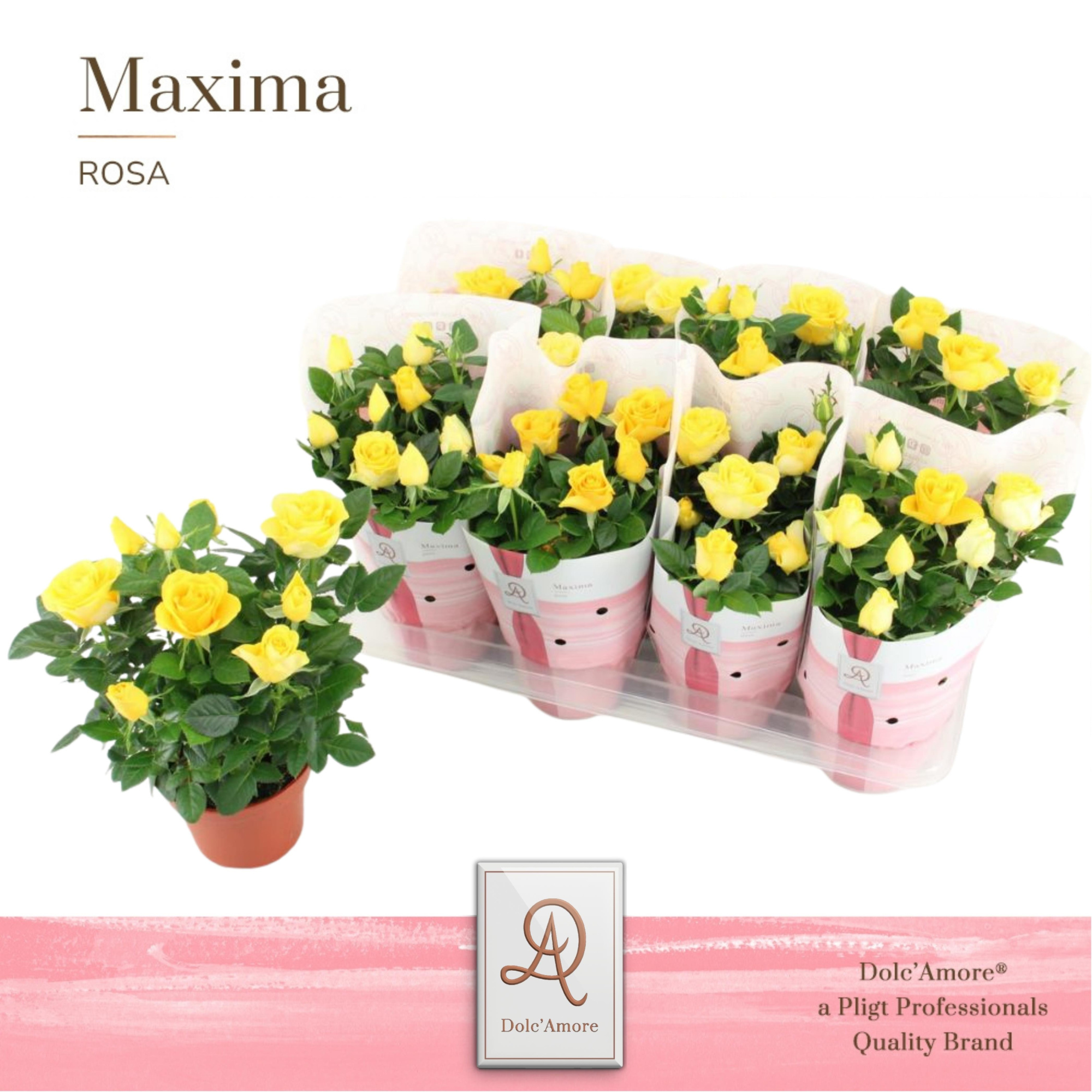 Potroos Infinity Yellow P14 Dolc'Amore® Maxima, D 14 cm