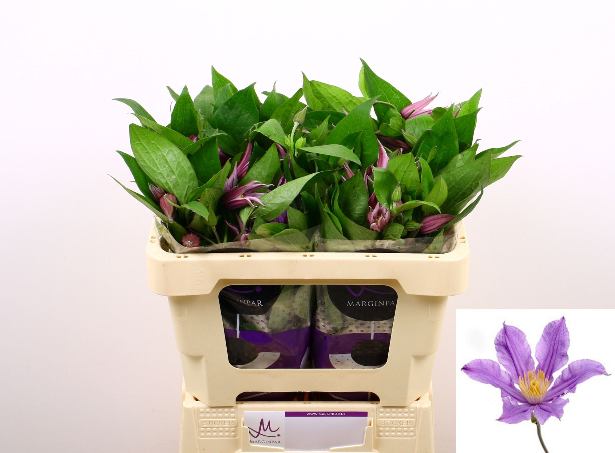 Клематис Эмейзин Лондон 50, шт.