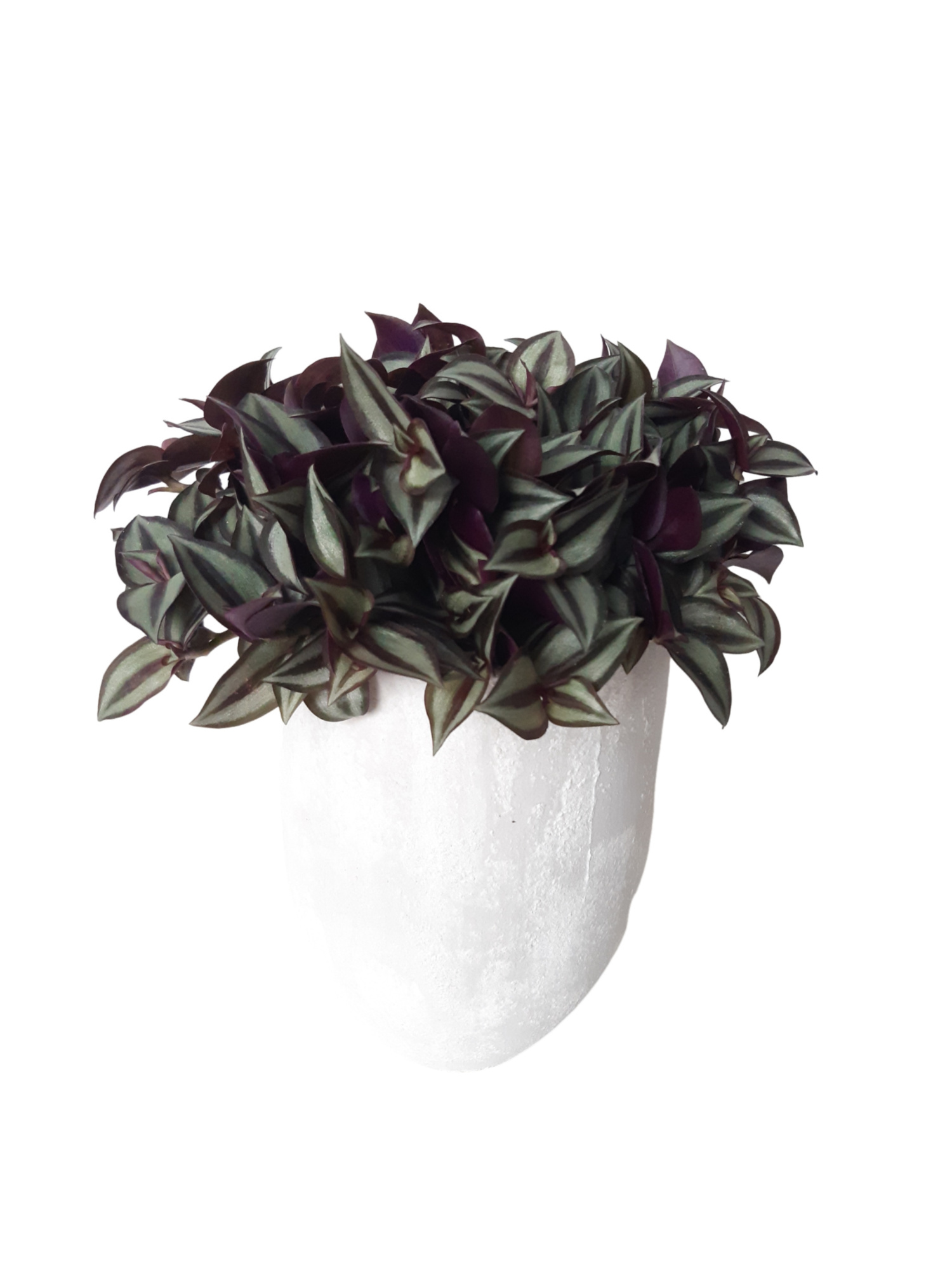 PV16TRA Vase Keramiek 17cm Tradescantia Zebrina, D 17