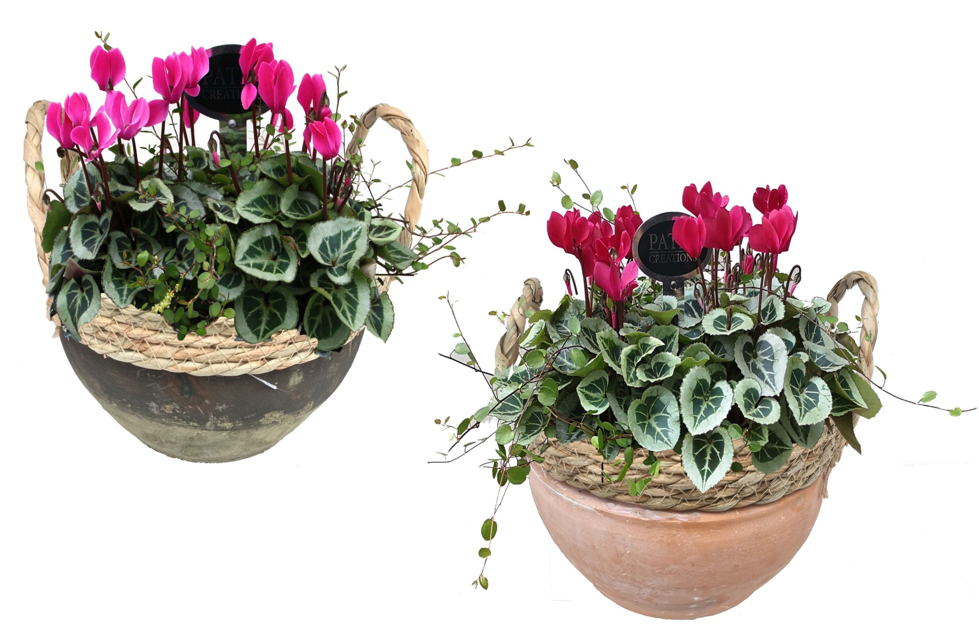 CYM797-9323 Cyclaam/Muehlenbeckia Hannah terracotta/green, D 24 cm