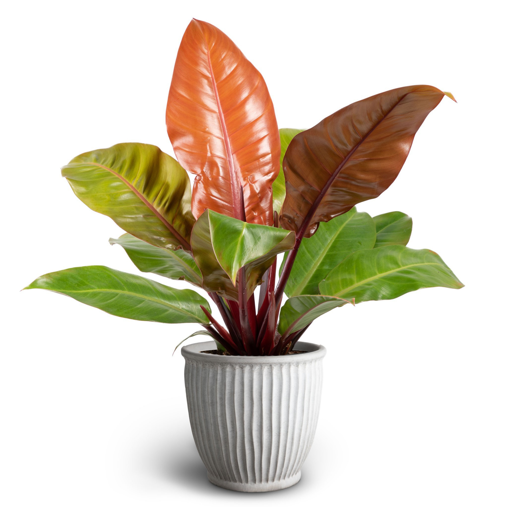 Athena Sand, Philodendron Prince of orange, D 19
