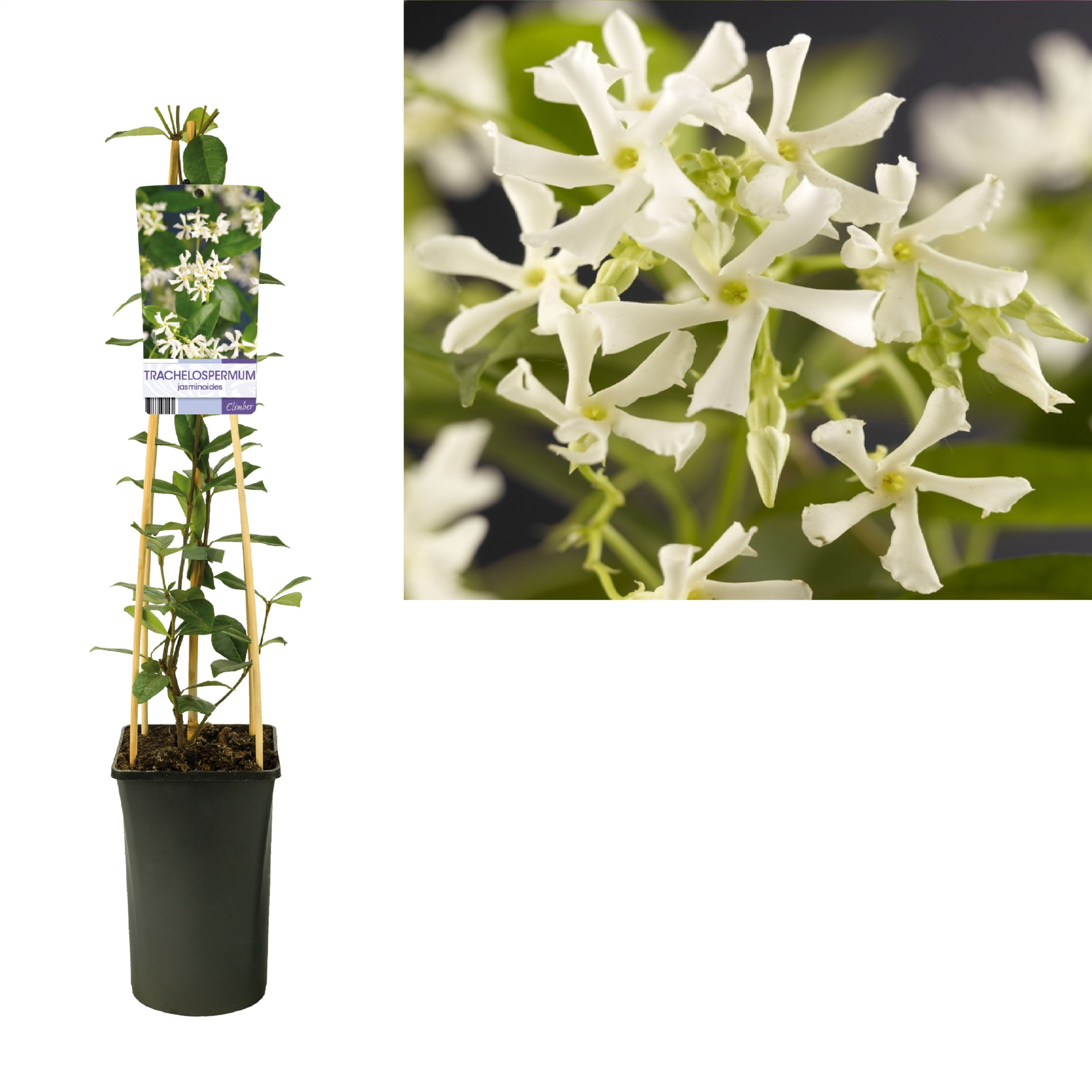 Trachelospermum jasminoides +light label, D 17 cm