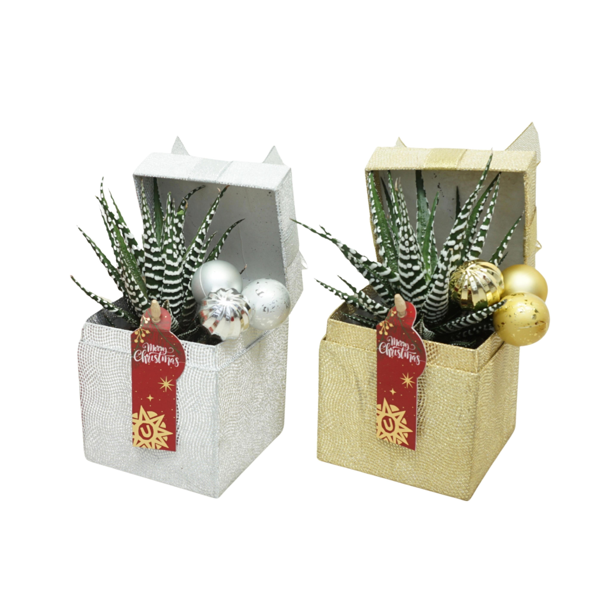 X-mas kadobox met Haworthia 'big band', D 10 cm