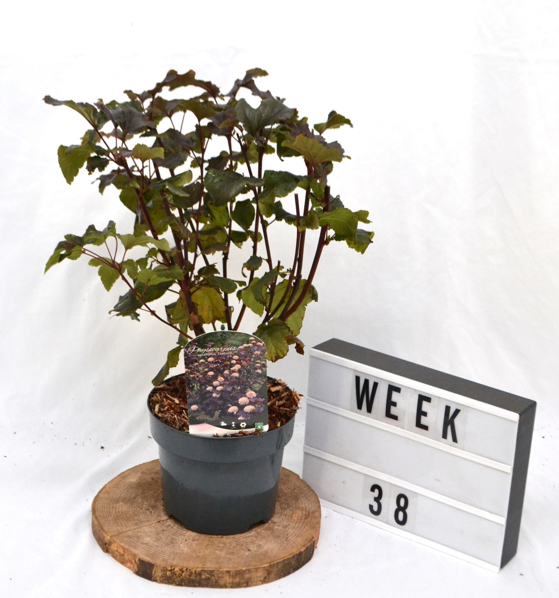 Physocarpus opulif. 'Diabolo' C3 30-40, D 19 cm